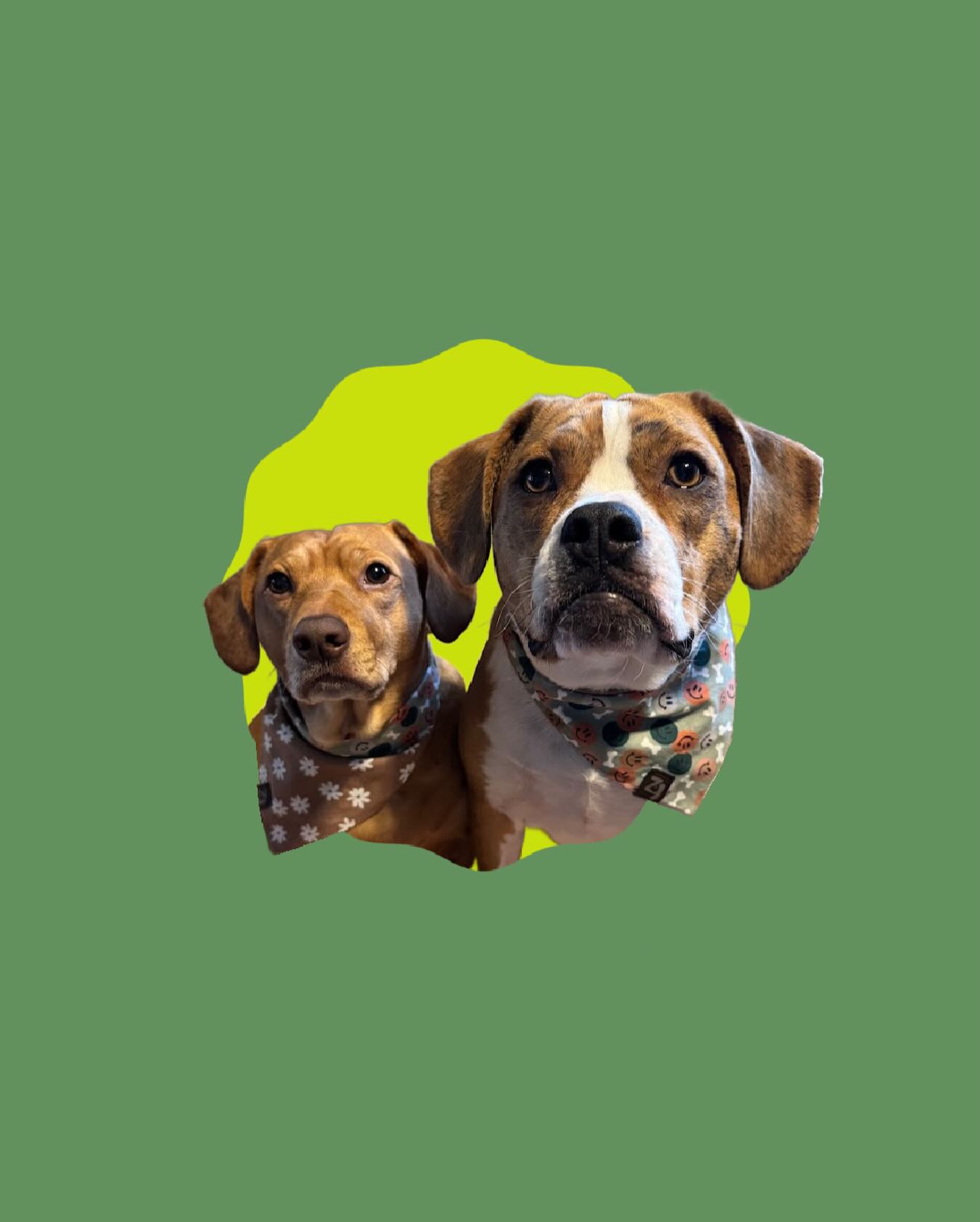✨ WELCOME PIPER JO & DAISY MAE! ✨
Our first new ambassadors for 2026 are sister duo Piper Jo & Daisy Mae, hailing from London, Ontario, and repping the diverse mixed breeds everywhere. Piper (left) is a boxer daschund, and Daisy (right) is a bulldog beagle - unlikely mixes for unlikely best friends!
Piper and Daisy are described as funny, stubborn babies!
Follow @piperjo.and.daisymae to see how amazing matching bandanas look on best friends 👯♀️
#DogAmbassador #BrandAmbassador #LondonOnt #CanadianDogs #DogsOfInstagram DogBandanas DogBrands