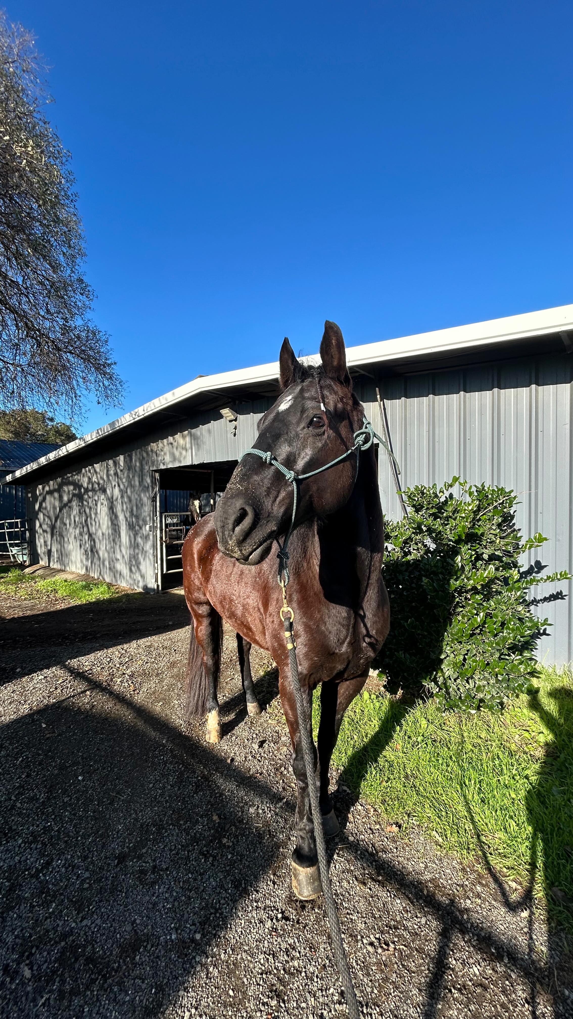 Which color is your favorite 😍😍#paintedstarequestrian #paintsofinstagram #painthorse