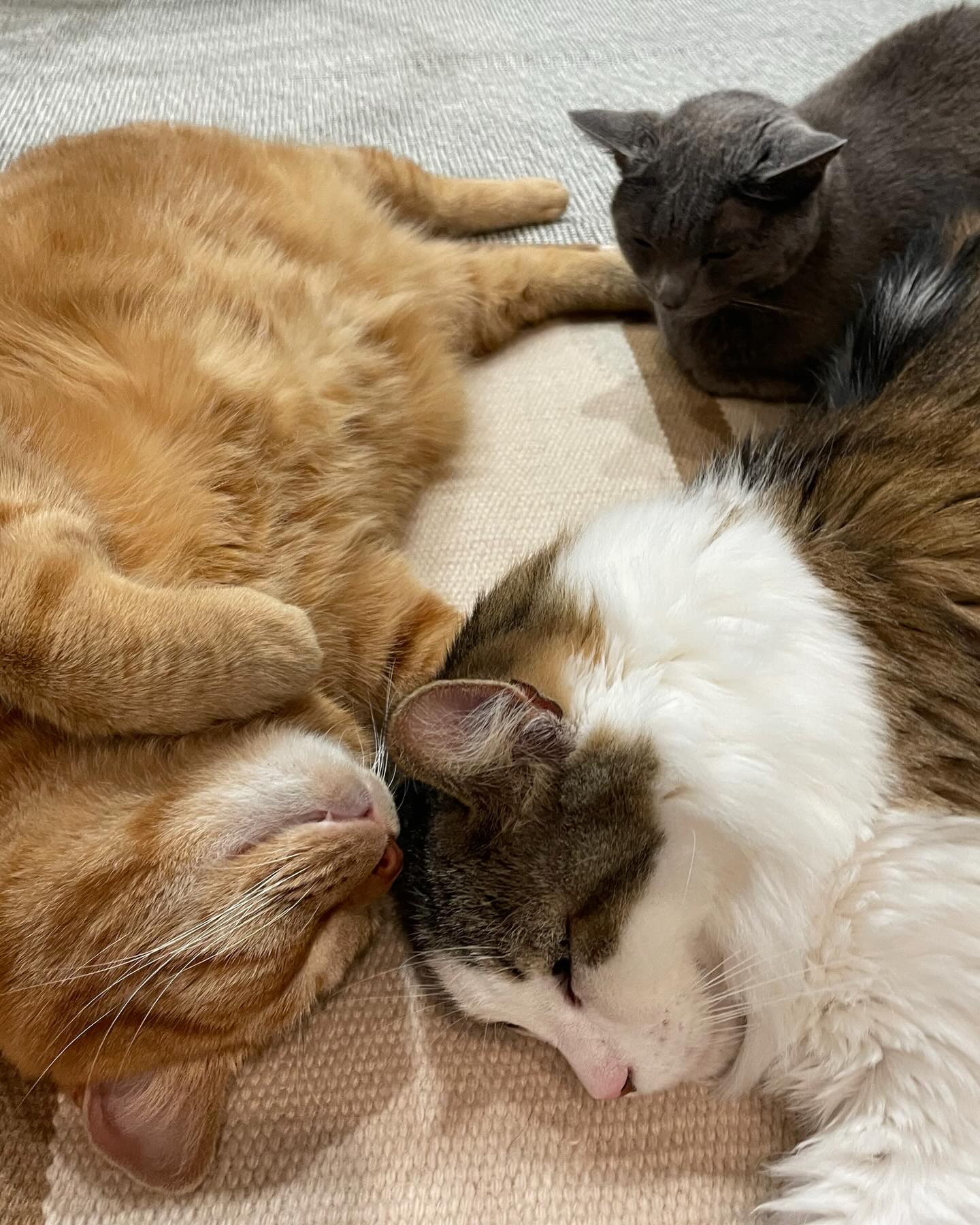 落っこちてないで
遊ぼうよー
#猫のおもちゃのサブスクリプション
#CAPPYTOYS
#キャピートイズ