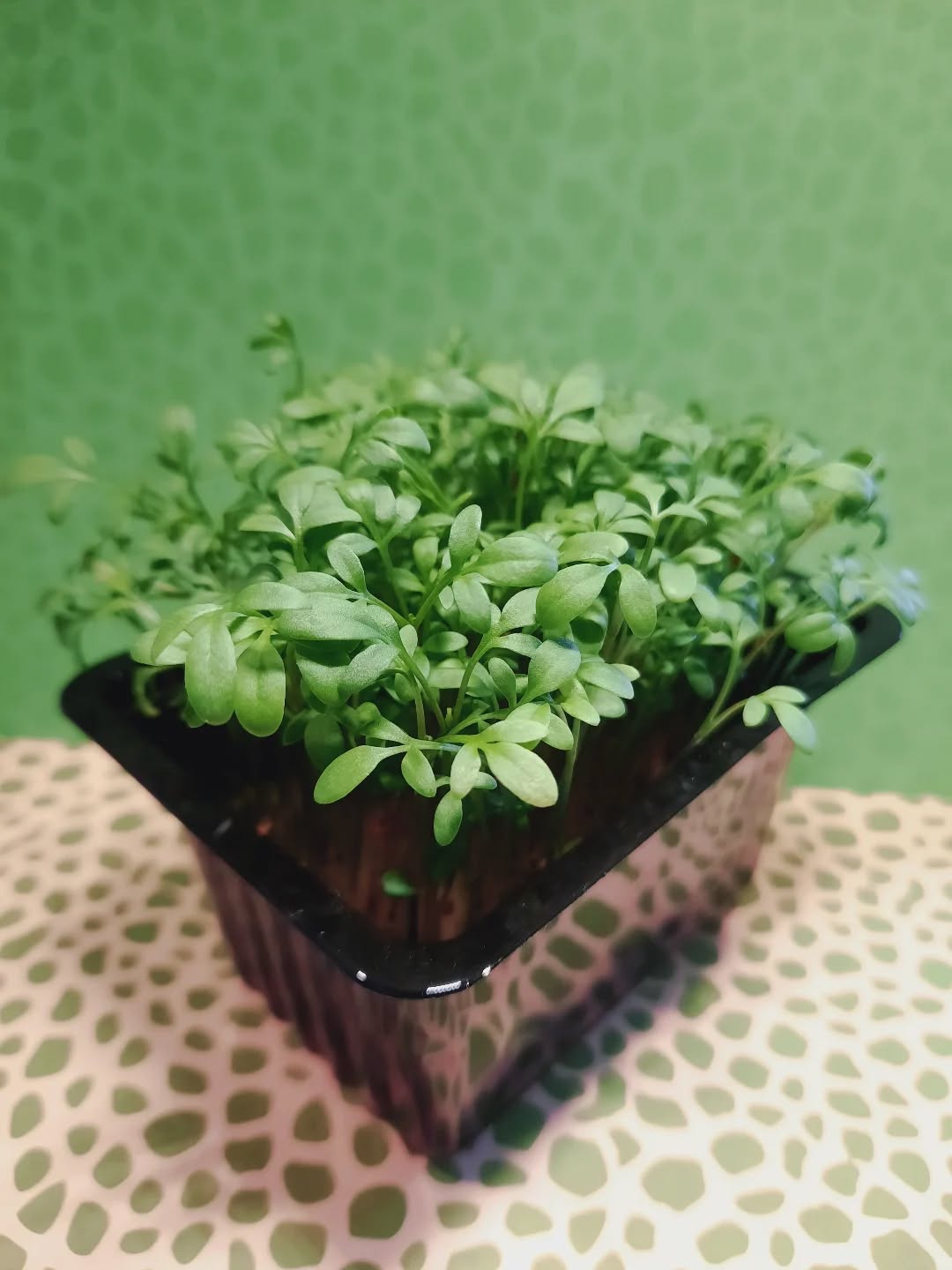 Your best choice in microgreens 🌱
Dirt Free Microgreens 🌱
Athens Gourmet Leaves 🇬🇷 Greek Microgreens 🇬🇷 Packed and delivered as fresh as it gets all over Greece🌱
Eat your greens 🌱
#supportlocal
#athensgourmetleaves #microgreensgreece #microgreens #gourmetcooking mediterraneancuisine greekrestaurants athensrestaurants greekchefs dirtfreemicrogreens gourmetcooking gourmet eatyourgreens microgreen artdelatable🍽 urbanfarming greekmicrogreens
verticalfarming madeingreece producedingreece chefstalk gastrobar culinaryarts culinary garnish chefsofinstagram cheflife happychef artonplate artonaplate7
Photo credit: Yiannis Giassemis