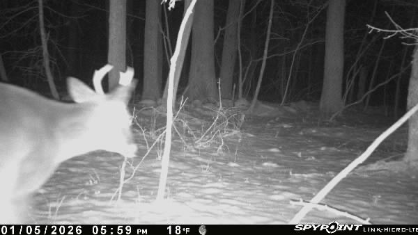 Great to see this giant made it through the hunting season! Next year he will truly be a freak! #trailcamera #hunting #monsterbuck