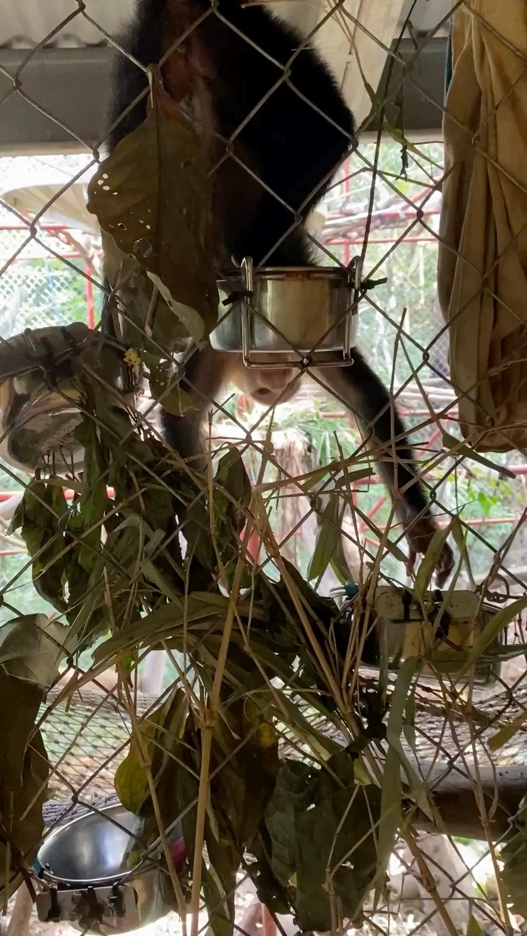 Monkey Monday update: Did you know that Capuchin Monkeys are omnivores? They travel throughout the canopy during the day eating what they can find and the thrill of the forage is where they thrive.
Capuchin Monkeys are highly intelligent, curious, dextrous, and enjoy manipulating their habitat for food. Keeping them entertained and stimulated is an important part of their daily health, quality of life, and preparation for release into the wild.
Kunochi is a big fan of crabs though this one may be a bit more than he's willing to chew. Generally, he grabs the smaller crabs and chomps on the entire crab all at once, this one however, bites back which is a fun surprise for him. After a couple of hours, he figured it out though.
Melikki's is a fully licensed rescue and rehabilitation center that works under direct supervision of Primate specialists and Veterniarians.
Primates are wild animals NOT pets.
https://www.melikkis.org (link in bio)
#Morrillo #AdventureTraveler @kthg.mv #AdventurePanama #PanamaCulture #PanamaLife #PanamaWildlife #Capuchin #World_Animal_Protection
#PanamaWildlifeConservation @ProyectoPrimatesPanama @Aspvoice
#TravelBetter
#SustainableTravels #EcoTourGuide #SurfingLife
#AdventureTravelers #AdventureTraveller #AdventureTraveling
#AdventureTravelFamily #AdventureTravelFamily #FamilyTravelAdventures #FamilyTravelAdventure #AdventurePanama