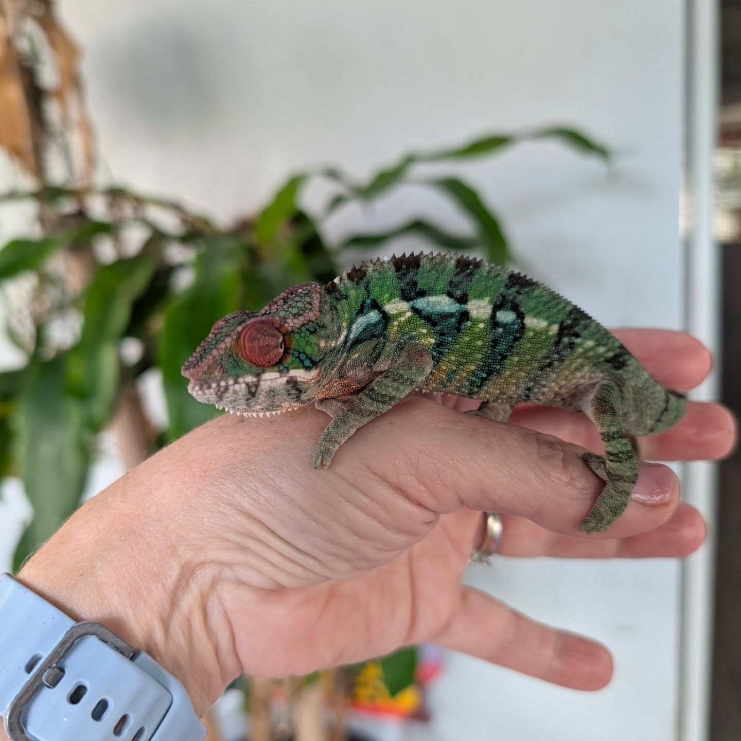 🌱 Climber’s Treehouse Test Run 🌱
This little tree climber is still searching for his forever home 💚
Until then, he’s on quality-control duty—testing out a new enclosure design!
I’m experimenting with a plant-raising system inside a mesh cage to maximize climbing space, cover, and airflow (because enrichment matters ✨). So far, Climber seems pretty pleased with his elevated jungle view 👀🌿
I’ll keep you posted on how this setup performs long-term—plants, humidity, and chameleon approval included ✔️
If you’re looking for a curious little explorer to add to your home, Climber is ready when you are 🏡
#HappyChams #ChameleonLife #EnclosureUpgrade #BioactiveBuild #ClimberTheChameleon #ReptileEnrichment #ForeverHomeWanted #ChameleonKeeper