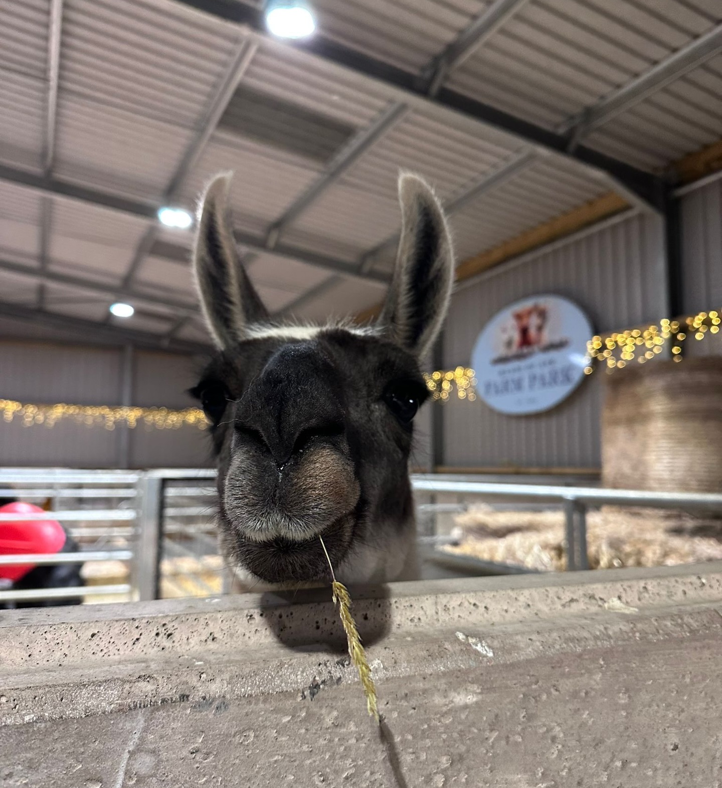 Missing our friends! Hope you all have the best weekend. ๐ฆ๐๐ป๐
#llama #headsofayrfarmpark #llamalove #cuteanimals #animals