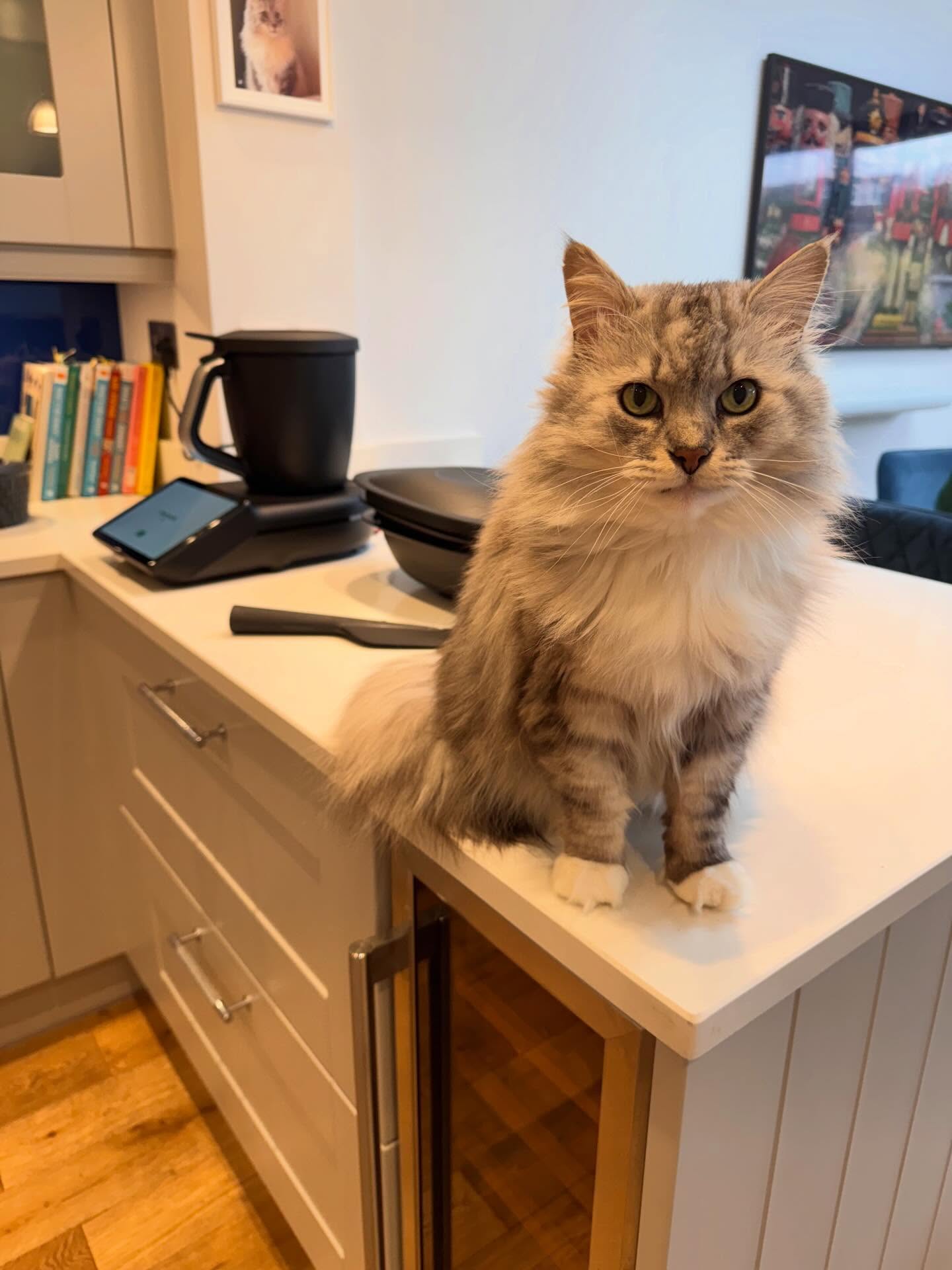 Benny’s not sure about helping me with cooking and Choo is more interested in the box🤷🏻♀️😼