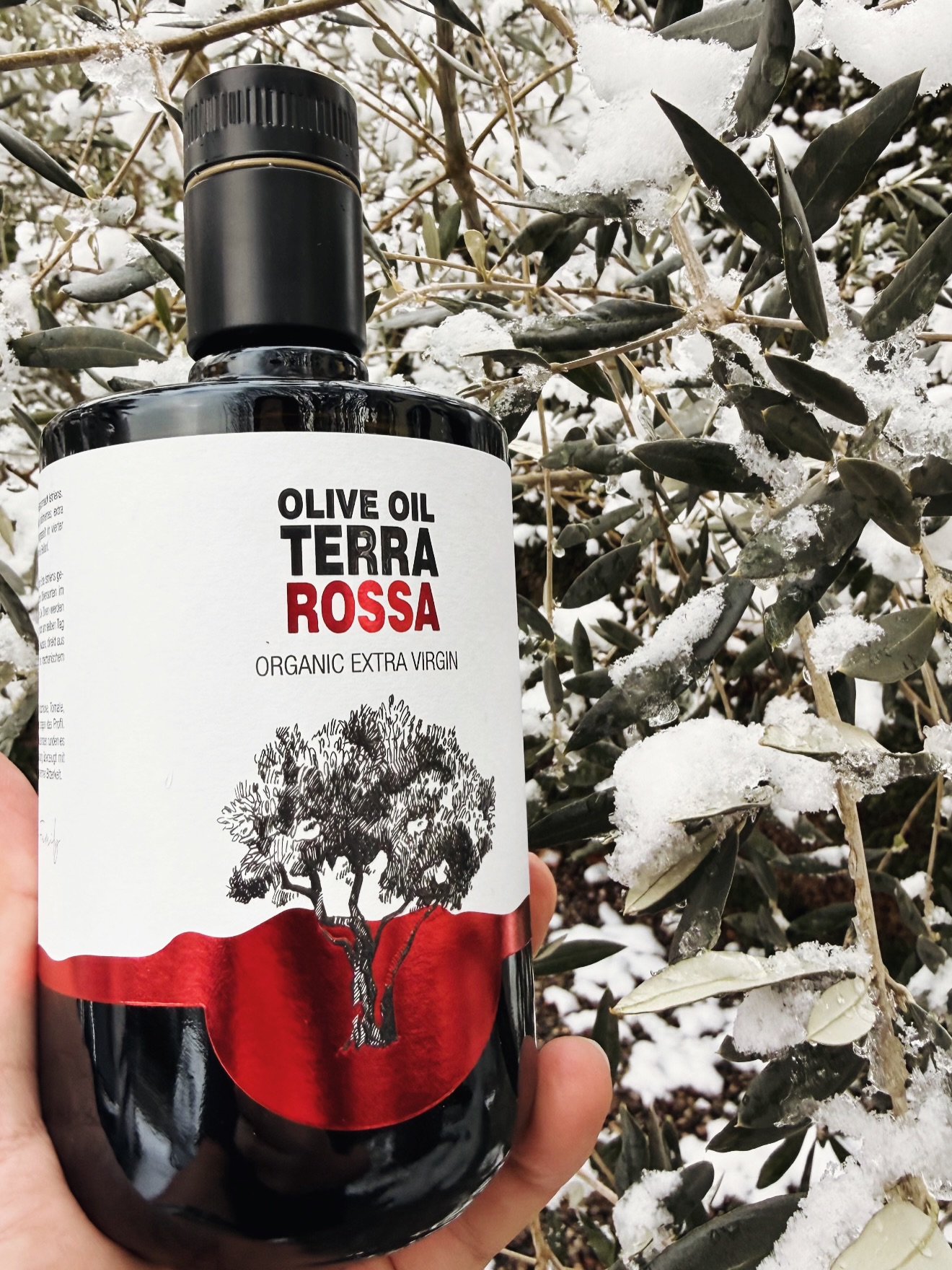 Snow on the olive trees. Gold in the bottle. ❄️🫒
Most people don't know this — but the best olive oil comes from olives harvested just before winter. Early. Cold. Full of polyphenols.
While the rest of the world slows down, we bottle the result of an entire year of care, patience, and trust in nature.
This is Terra Rossa. Organic extra virgin olive oil from Istria — where even winter is beautiful.
Feeling the winter vibes? Drop a ❄️ in the comments.
🛒 Order now — link in bio. Worldwide delivery.
#wintervibes #oliveoil #terrarossa #evoo #organicfarming #istria #croatia #snowday #extravirginoliveoil #awardwinning #farmtotable #coldpressed #familyfarm #beautifulistria #olivetree