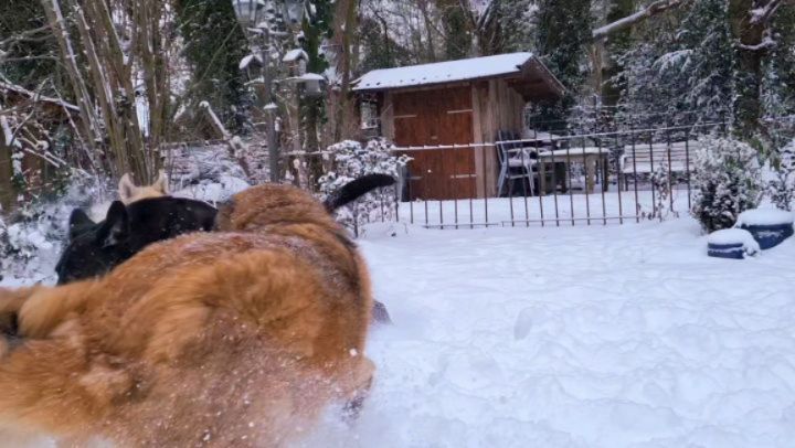SCHNEEEEEEEHASEN....ähm... Schneeeehunde... ❄️🌨🤍🩵☃️
Mausi und die Jungs... 🐾🩵🤍☃️
Toben zu dritt? Klaro... Lucy, Du kleine Granate, hast alle(s) im Griff 💛🌟 Sternchen ☺️ ...Nicht zu glauben, dass sie 14+ ist 😊🤭
#hundeliebe #mithundensprechen #hundeliebe #hundetraining #hundesprache