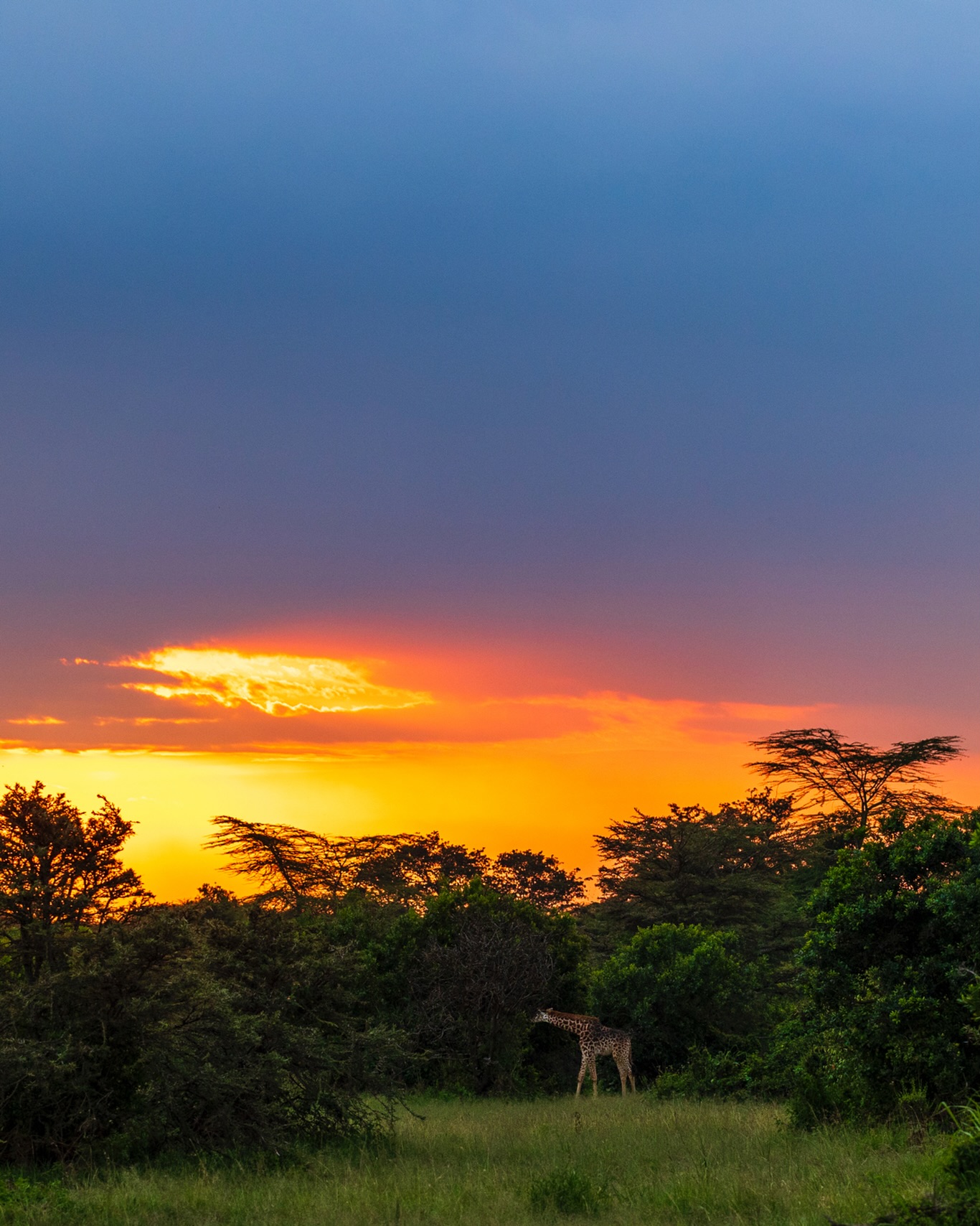 Many worlds. One life. Many ideal situations.
☆
Masai Giraffe
☆
#maasaigiraffe #masaigiraffe #eastafrica #travelafrica #kenya