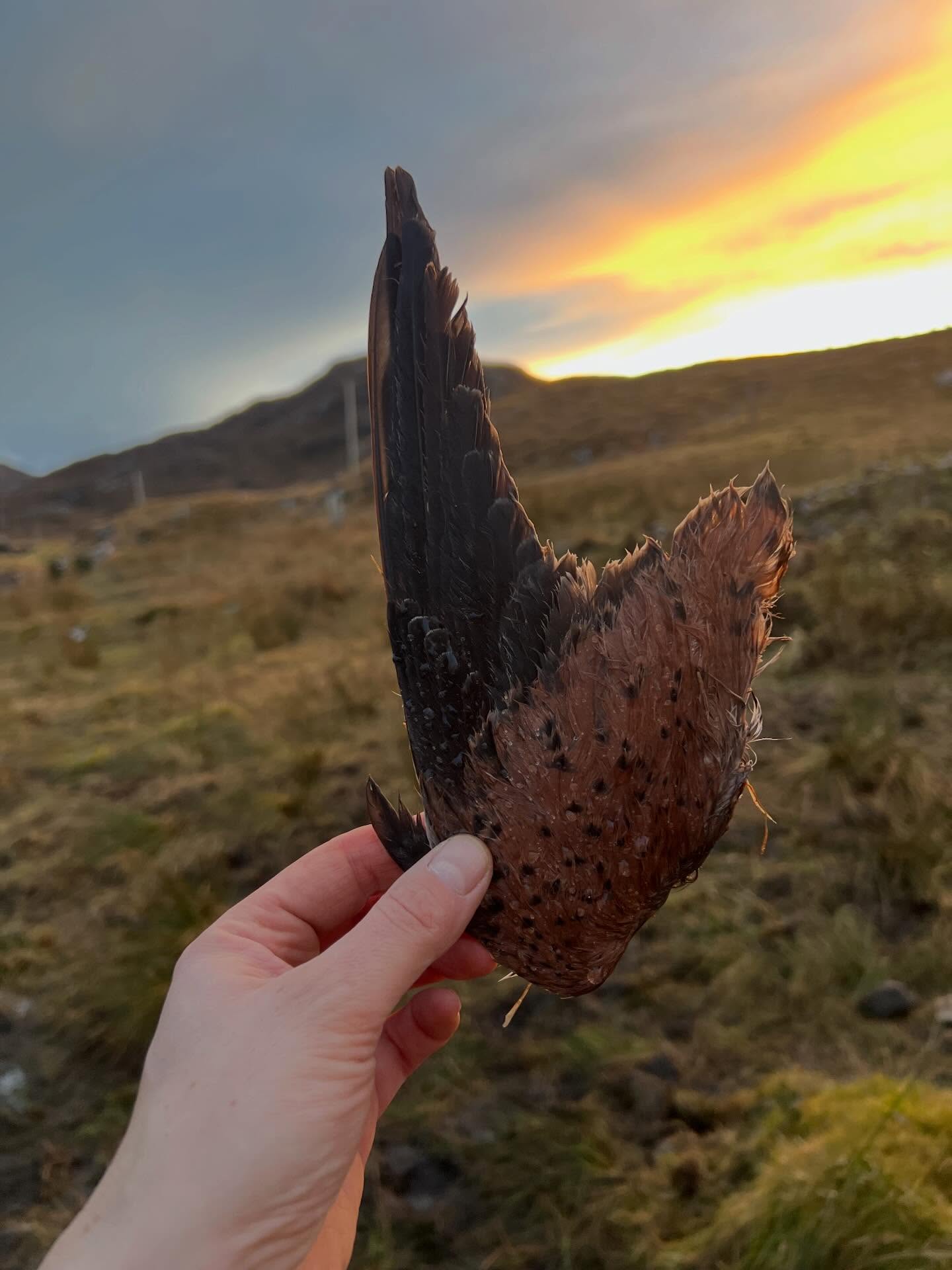 Wing and a prayer
#croftfinds