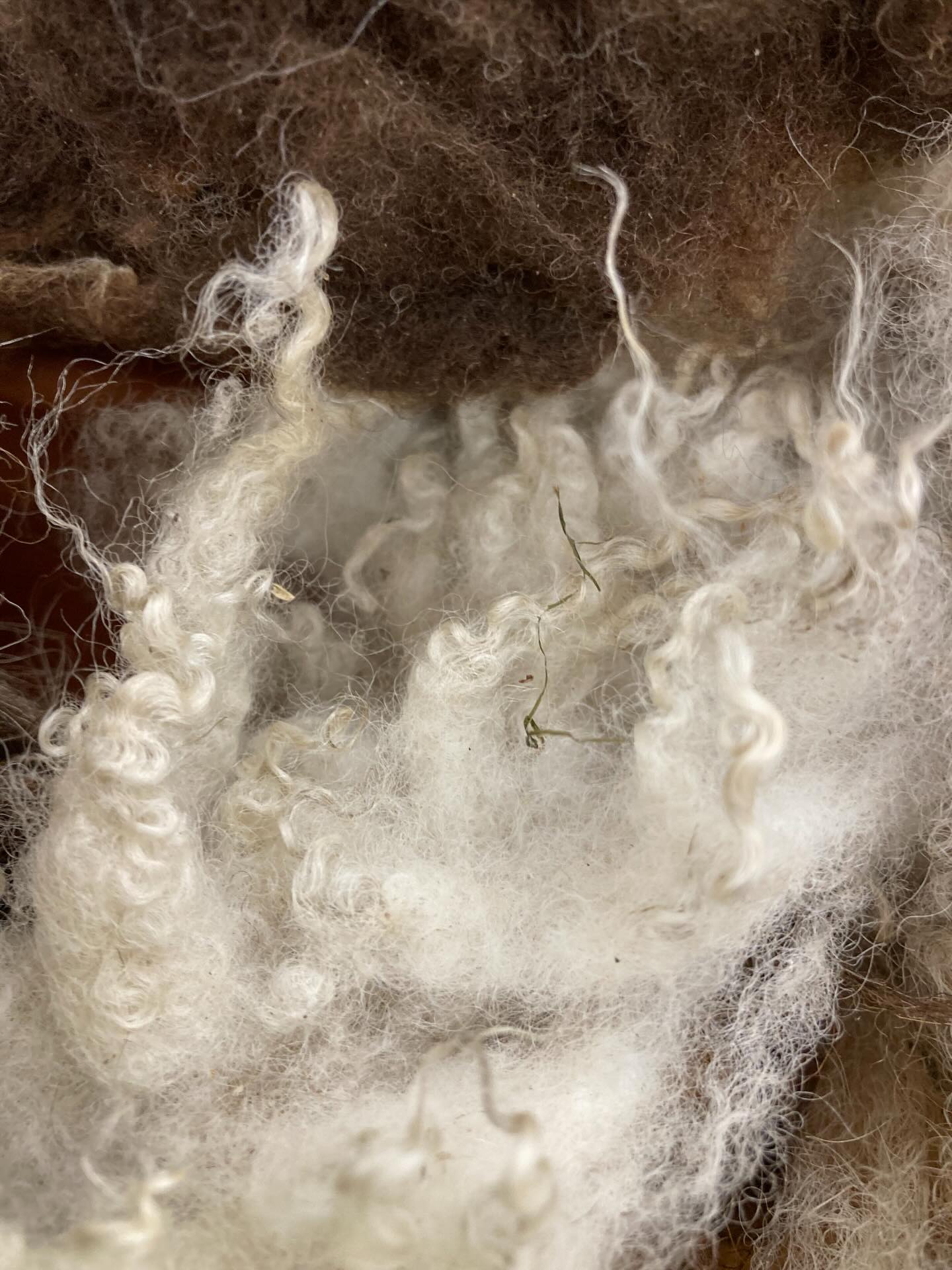 Softness. Come wrap your hands around the softness of wool and weave your intentions for 2026. Steady the mind, connect to the soft abundance and strength of wool and gather with others. Next workshop is 24th January @potager_garden.
#weaving #shetlandwool #pegloom #mindfulness #craft