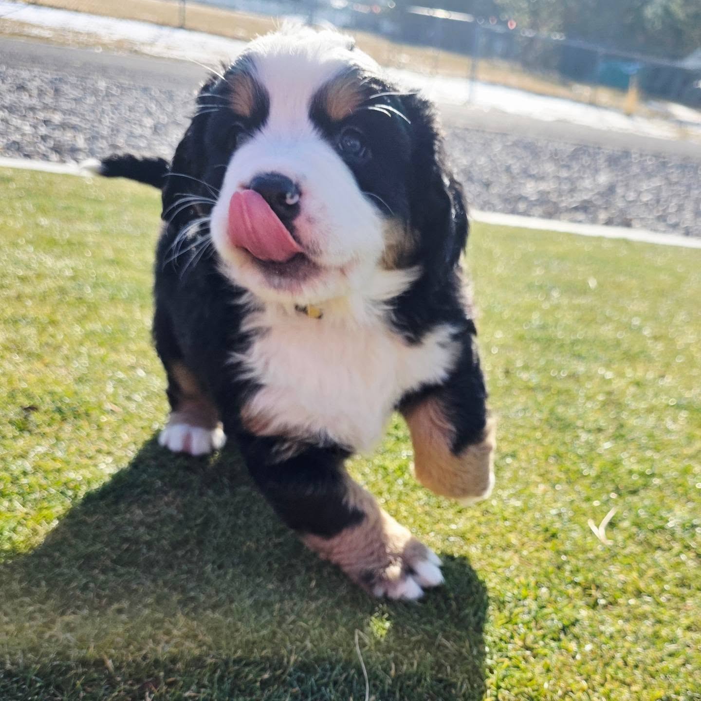 This is sweet Rubble (he is reserved)! The pups loved running around the yard today! They are getting more brave by the day.
#puppy
#berneseofinstagram #bernesemountaindog #bernesemountaindoglove #puppylove