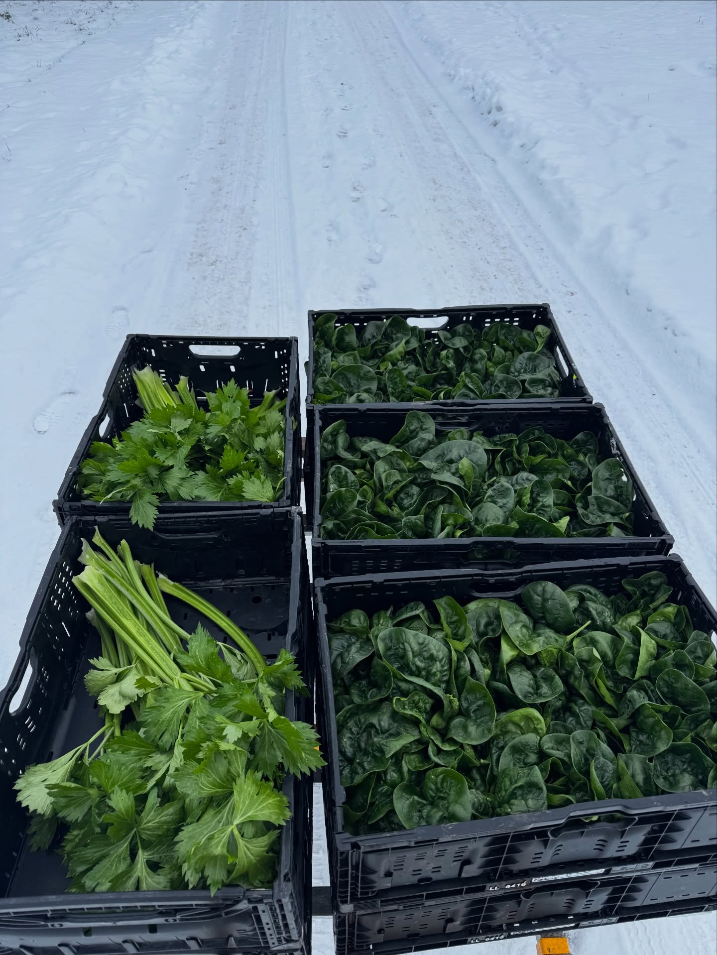 Wintergemüse😊🥬🌿
.
.
#saisonal #winterfarming #wintergemüse #frisch #grün