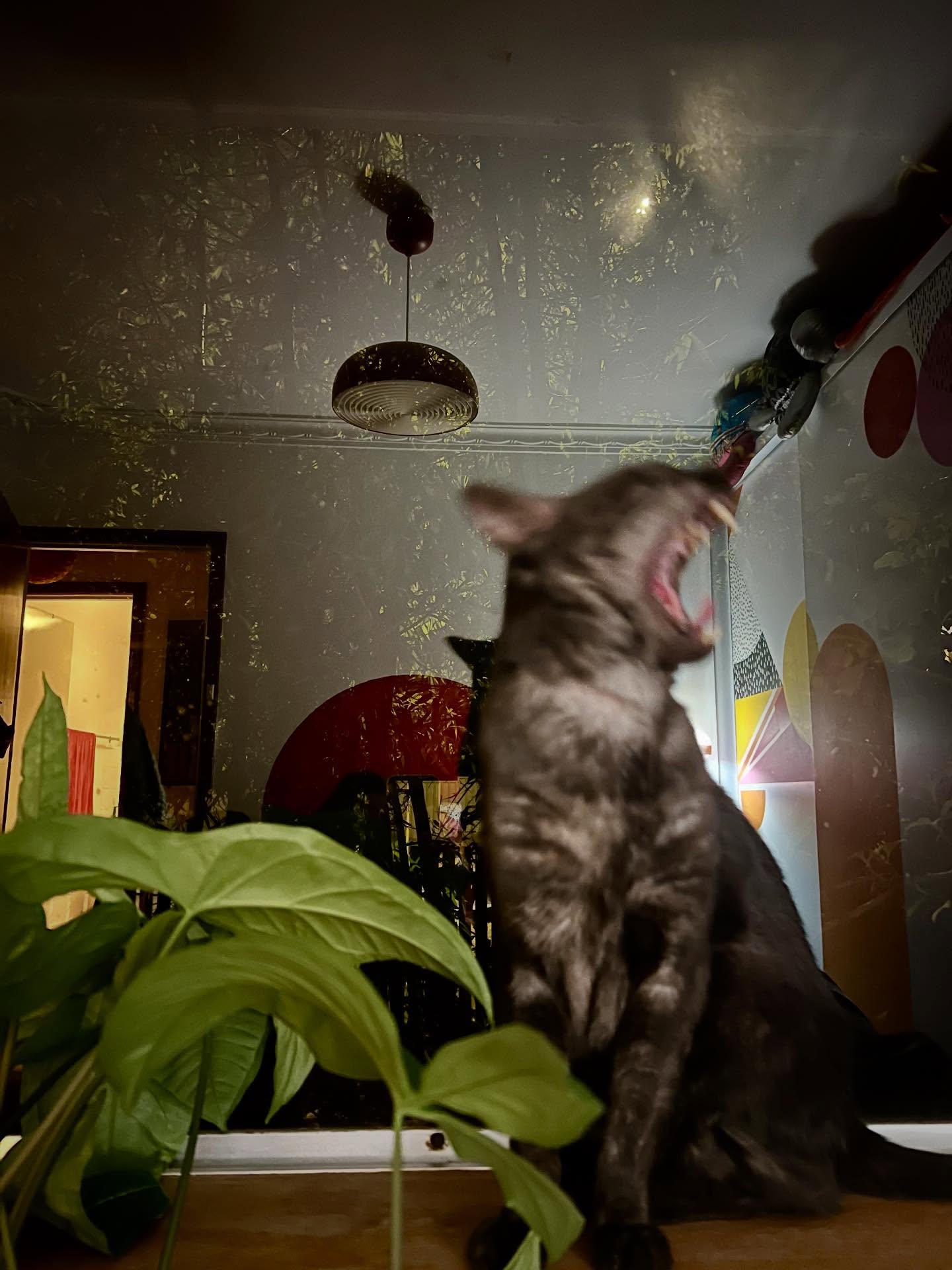 Photodump from my phone last night. I love the messy mix of inside and out reflected on summer nights.
#photography #summernight #reflections