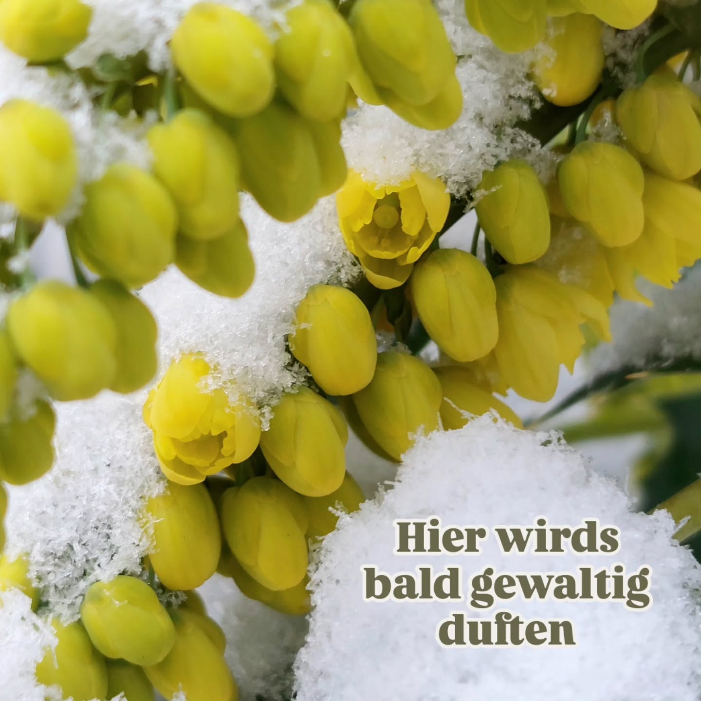 🌼 Die ersten Blüten öffnen sich schon!
Bald wird eine wunderbare Duftwolke alle einfüllen.
🌼 Mahonia Media 'Winter Sun' ist bereit. Und versüßt uns die Wintertage.
Was blüht bei dir gerade?
Was duftet?
👇🏻 Schreib es in die Kommentare!
🌼🌼🌼
Du willst auch andere duftende Winterblüher kennen lernen?
Dann schau in meinen Blog hinein: Süßer Duft an kalten Tagen! 🌼🌸
Der Blog ist heuer wieder um eine neue Pflanze gewachsen! Schau rein
Den Link hier https://www.verenaschoenauer.at/post/winterbl%C3%BCher-f%C3%BCr-den-garten
findest du auch in der Bio 👆🏻 direkt zum Anklicken!
#winterblüten #türkenschanzpark #duftendeblüten #gartensträucher #verenas_pflanzentanz