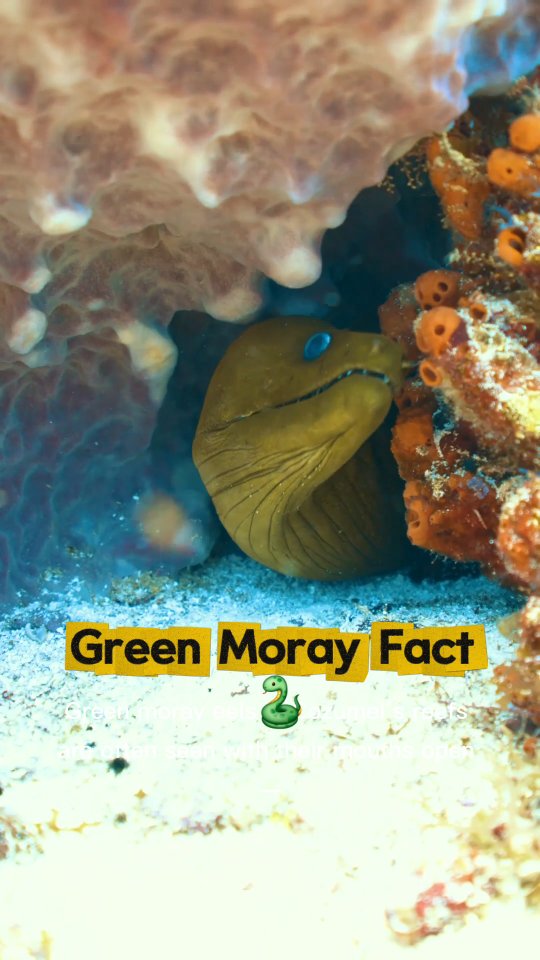 Green Moray Fact 🐍🌊
Green moray eels in Cozumel’s reefs are often seen with their mouths open — not to be aggressive, but to breathe. That signature pose helps them pump water over their gills. Now, when you come across one, you know a little more about them.
#AldoraDivers #Cozumel #ScubaDiving #PADI
