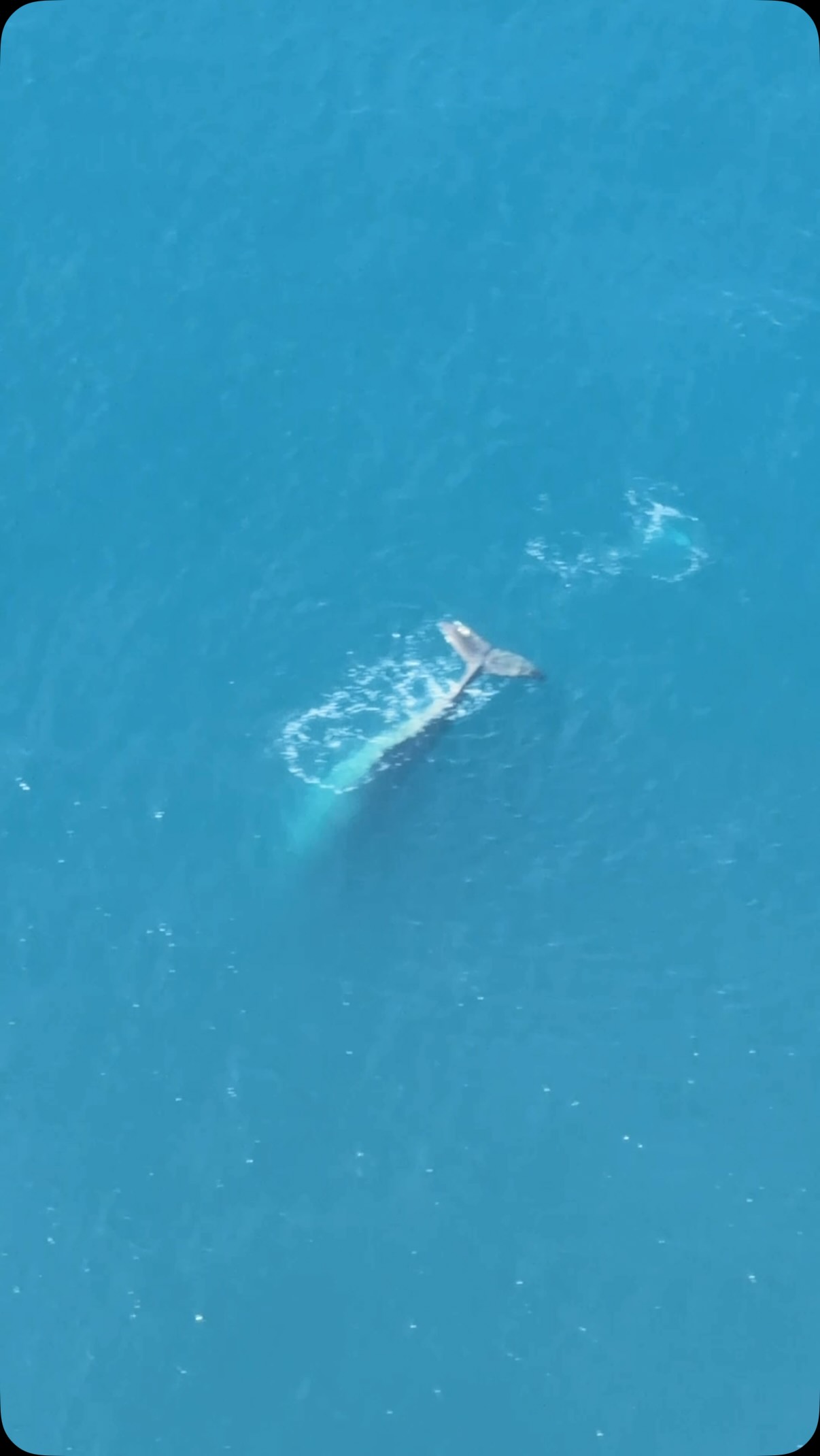 This is 2026 so far with Air Kaikōura ✈️
Caught somewhere between the sky and the sea, we have been blessed with amazing whale sightings & Kaikōura’s breathtaking scenery.
We can’t wait to share the skies with you this year ✨