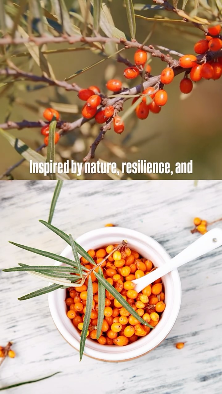 A new chapter begins. Let’s not forget the little miracles that make life so special. Thank you all for being part of the journey. Wishing the very best for this new beginning. ✨
-
-
-
#seabuckthorn #healthyliving #miraclejuice #superfruitpower #naturalenergy