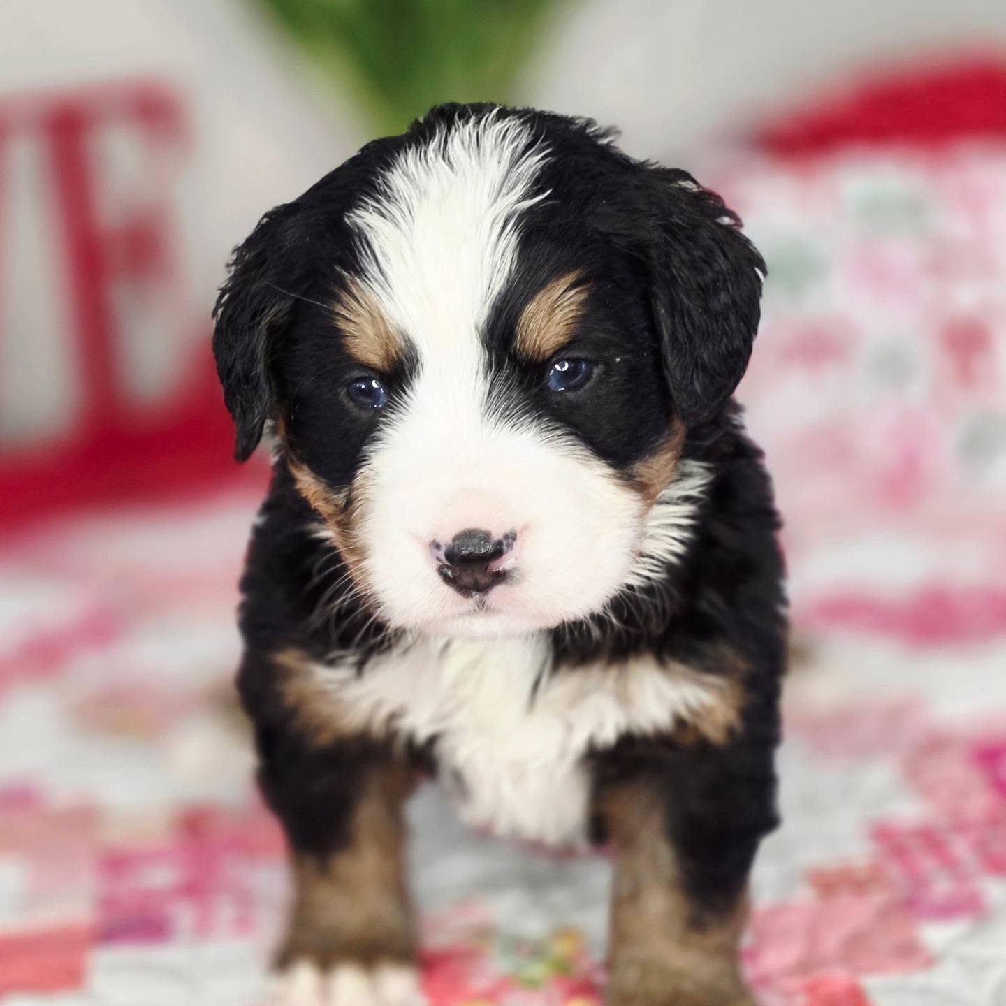 This sweet gal was our only girl this litter! She is reserved.
#puppy #puppydog #puppylove #bernesemountaindoglove #bernese
