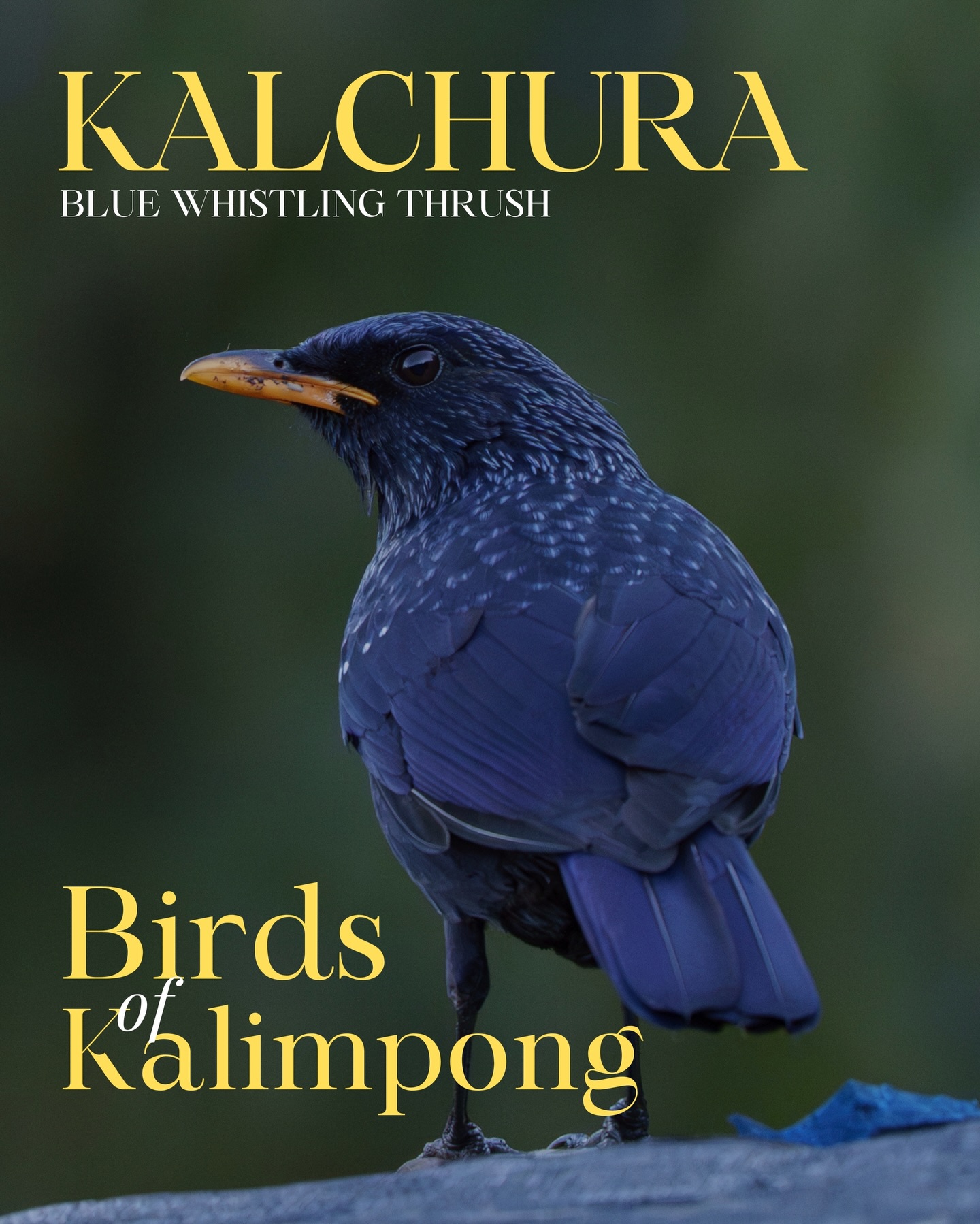Adding to our growing list of Kalimpong’s feathered wonders
Where every bird carries a story, and every story belongs to the hills. Cradled in the Eastern Himalayas—where misty ridges blur into dense forests and prayer flags sway through bamboo groves—Kalimpong is a sanctuary for birdlife. With biodiversity jewels like Neora Valley National Park, these hills wake up each day to nature’s own soundtrack.
Blue Whistling Thrush — the unofficial morning alarm of the mountains
Dressed in deep indigo with a dusting of starlike speckles, this shy yet bold bird is famous for its powerful, ringing whistles that cut through the early morning mist. Long before phones buzz or towns stir, the Blue Whistling Thrush is already on duty, calling out from rocky streams and forest edges.
A bird of shadows and spray, it is rarely found far from the rushing waters of mountain torrents.
If you’re up early in Kalimpong and hear a clear, haunting whistle drifting through the mist chances are, the mountains have already sounded their snooze-free wake-up call