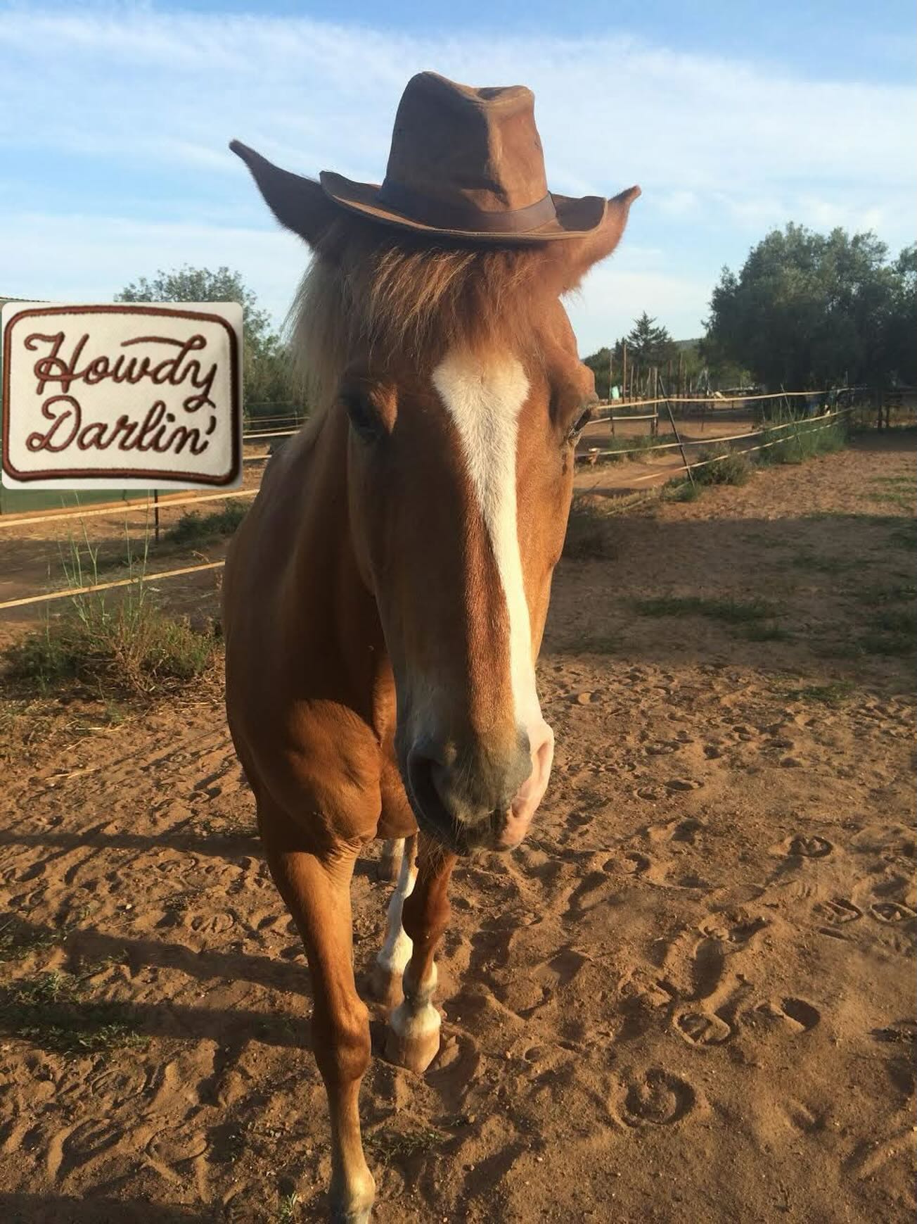 Country soul. 🤠
#horsebud #horse #humor #country #vibes