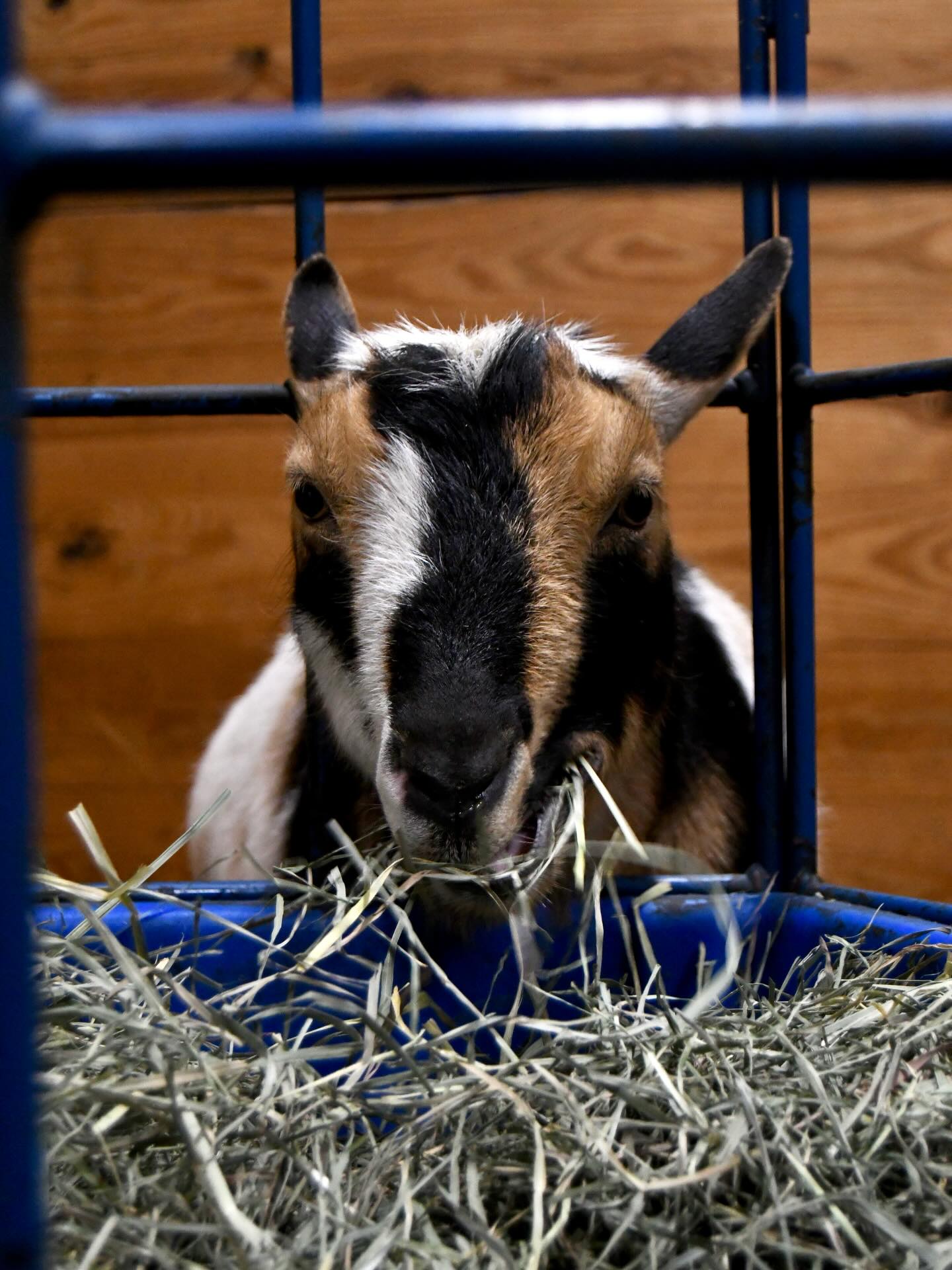 What kind of foliage do Nigerian Dwarf goats eat during the winter months? 🌾❄️🌧️
During fall and winter at Rockin J Farm, our goats thrive on a hay-based diet. We offer orchard and alfalfa hay, and thankfully our girls adore orchard just as much as alfalfa, making it their go-to. Our bucks also get orchard, plus a bit of alfalfa during breeding season to keep them in good condition. In their opinion, the greener the hay, the better 😅
Ft. Winnie eating orchard hay!
#adga #farmlife #farmphotography #photography #homestead