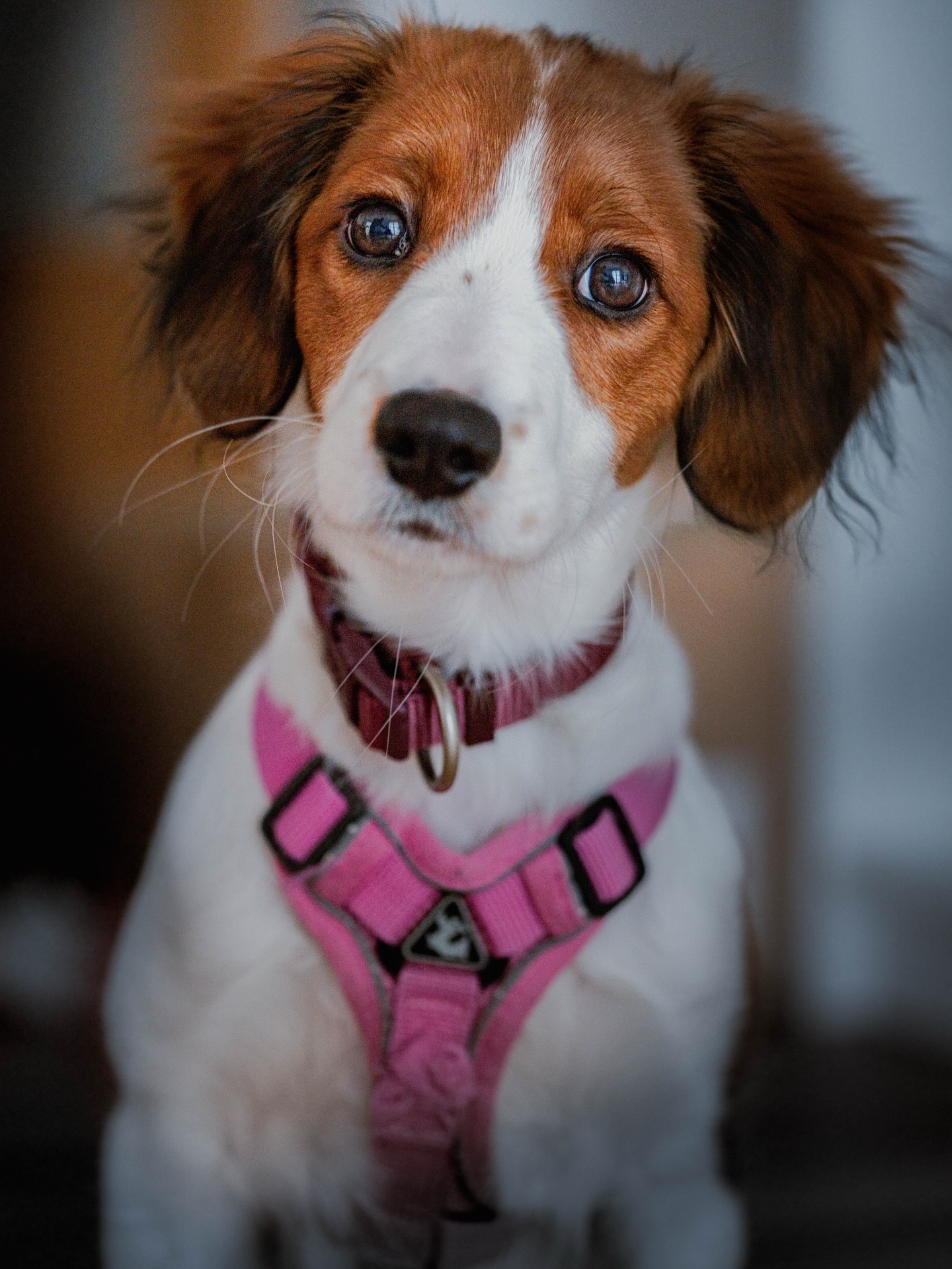 Ach Yoona.. 🥺
Diese 4 Monate alte Kooikerhondje-Süßmaus kam mir letzten Dienstag vor die Linse. Ein echter Wirbelwind, der sich ganz doll anstrengen musste um für die Fotos still zu halten. Das hat sie aber wirklich gut gemacht, oder? 😌🐾
📷 Sony Alpha α1 II
⚙️ ISO1000 - 90mm - f2,8 - 1/100s
#dogsofinstagram #dogphotography #dog #sonyalpha #photography
