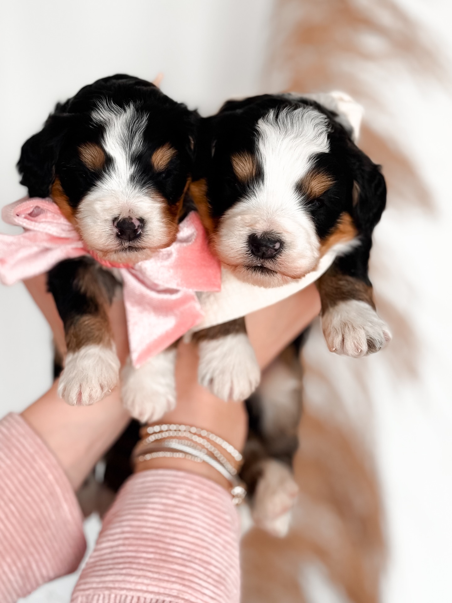 Three weeks already โจ๐
Opalโs โLittle Gemsโ litter of Mini Bernedoodles are officially three weeks old, and this stage is always one of our favorites. Eyes wide open, ears starting to tune in, and those first wobbly steps that somehow already feel full of personality. ๐ค
Theyโre becoming more alert, more curious, and so much more fun to interact with each day. Itโs amazing how quickly these tiny gems are growing and shining in their own unique ways.
โจ We still have openings for this litter, and these sweet little gems will be ready to go home just in time for Valentineโs Day, the sweetest gift. ๐๐พ
If youโve been waiting for the right timing, nowโs the moment. Be sure to fill out an application to be considered ๐ค๐