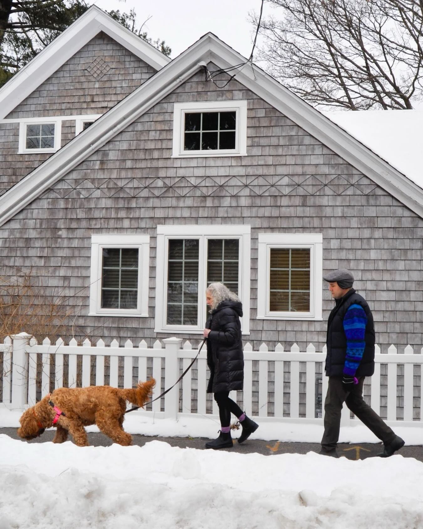 Daily walks, calmer days. #WagWithWilliam #FearFreeTraining #PositiveReinforcement #BondWithYourDog