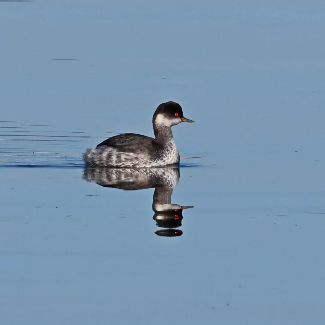 A black-necked grebe.
#islandwildlife #kefaloniawildlife #kefaloniabirding #guidedwildlifewalks #blackneckedgrebe