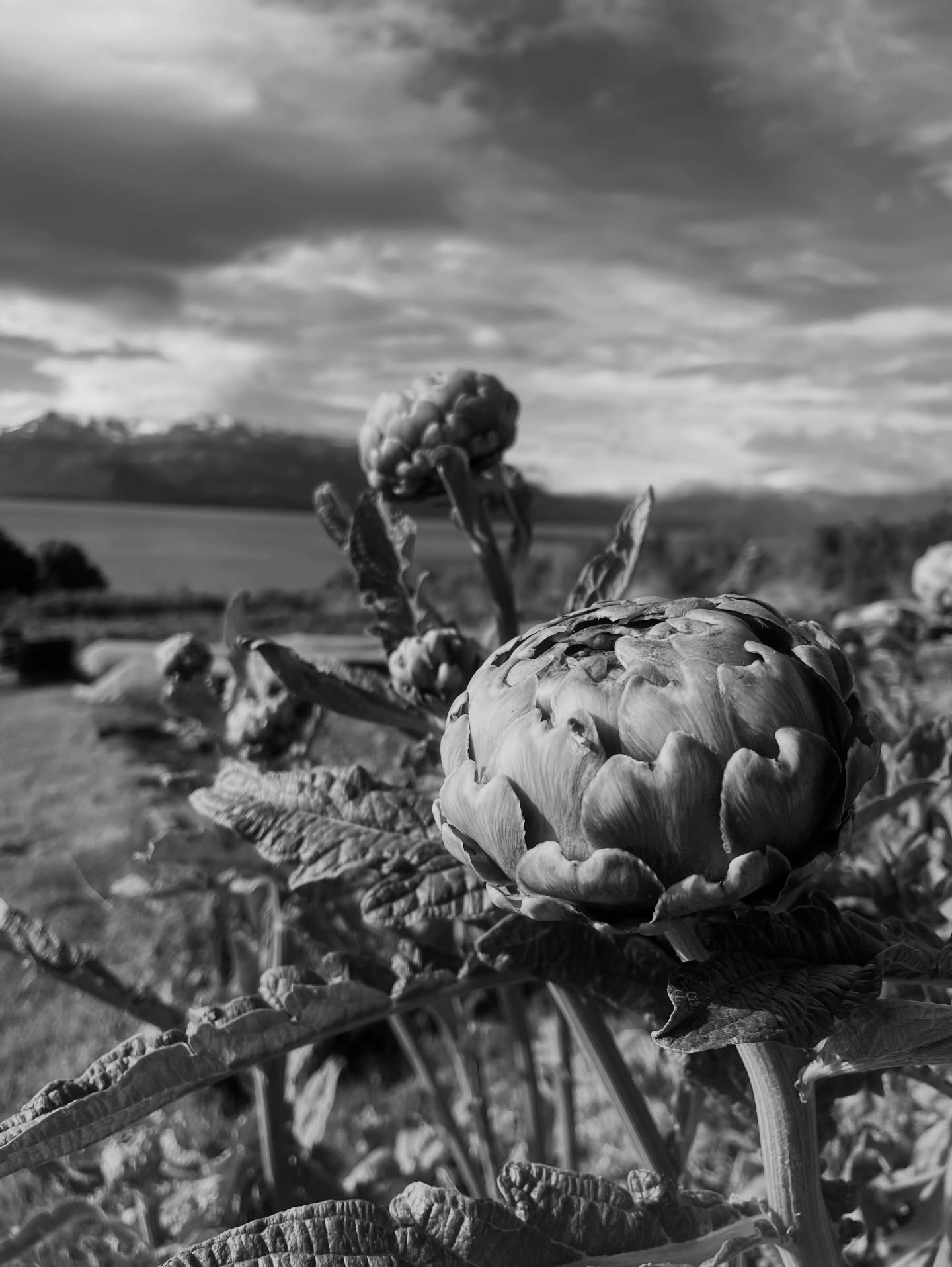 La naturaleza es nuestro lugar de inspiración, ver sus distintos colores, formas, texturas y conocer nuevos lugares nos invita a crear, a imaginar nuevos proyectos y diseños y llevar en nuestros cuadros y cojines un poquito de estos paisajes.
Este año tendremos muchas cosas nuevas!
#linonegro_home #paisajes #surdechile #naturaleza