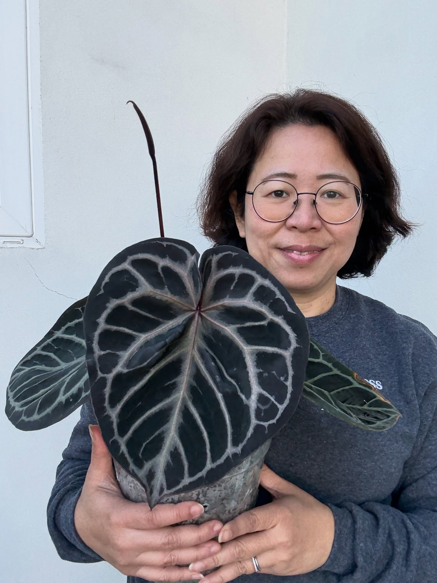 It’s been a while since I introduce myself. It is fitting as we start a new year. 💚💚
Hi plant friends!
I’m Lina, the hands behind Greenpunches 💚 🤛 and this is my Red Tiger from Mr HU secret stash!
What started as a small hobby 4 years ago has grown into something I’m incredibly proud of. From shipping just 2 plants a month to now sending out 40+ happy plants monthly, this journey has been full of growth—literally and figuratively.
I specialize in Indo-Anthuriums, with almost all of my plants imported directly from Indonesia. Every plant is carefully acclimated for a minimum of 4 weeks before being released, so they’re strong, stable, and ready to thrive in their new homes.
Recently, I took the biggest leap yet and quit my corporate job to pursue plants full-time 🌿✨ Turning passion into a living hasn’t been easy, but it’s been 100% worth it.
Thank you for supporting my small business and trusting me with your plant babies. Here’s to growing together 💚 🥂
#newyearsgoals #plantcommunity #supportsmallbusinesses #goodwishes #plantlife #aroidsofinstagram #plantjourney #growthjourney