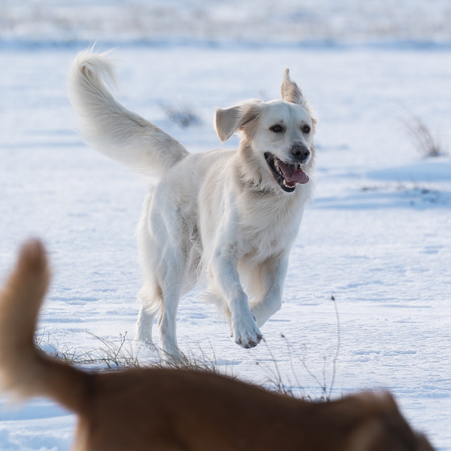 Frey-Lauf 2026 🌈
Auch im vergangenen Jahr mussten wir wieder Hunde über die Regenbogenbrücke gehen lassen. 🥺
Damit all diese Hunde nicht in Vergessenheit geraten, veranstalten wir jedes Jahr unseren kostenfreien Frey-Lauf.
Der Name ist an eine wirklich tolle Kundin, mittlerweile auch Freundin angelehnt, die Ihre beiden Hunde - Hunter & Rosalie - heute vor zwei Jahren verloren hat. 💔
Wir denken heute ganz besonders an euch und wollen alle Hundehalter daran erinnern, dass die Zeit mit euren Hunden endlich ist…
Genießt jede Sekunde mit euren Vierbeinern! Man weiß nie, wie viel Zeit man noch gemeinsam verbringen kann. 🙏
📸 - Großes DANKESCHÖN an @maxwildefotografie für dir tollen Fotos! Du bist einmalig! 🫶🏻
#justhelpberlin #hundeschule #regenbogenbrücke #doglover #dogofinstagram