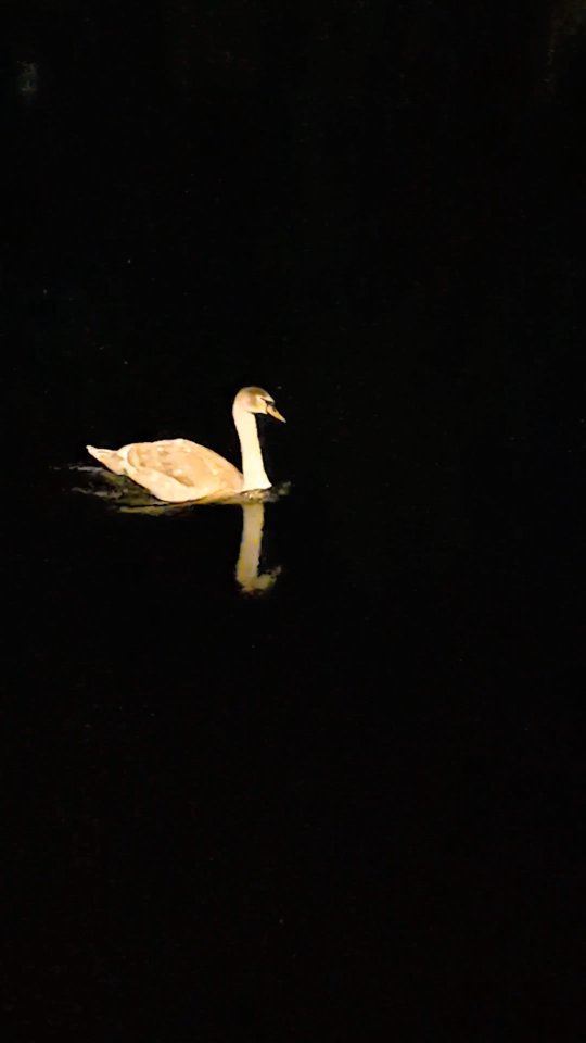 A very peaceful moment just now right in the middle of Sligo town.
I can't remember the last time I went for a walk all along the river, never mind at night. Beautiful.
#irelandinfocus #urbanwildlife #sligo #slowliving