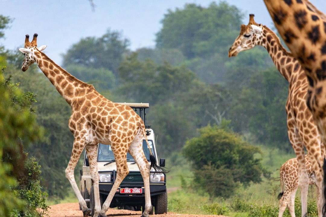 No zebra crossings here, just giraffes….🦒
#letsgosafariuganda #visituganda #reisen #viaggio #exploreuganda