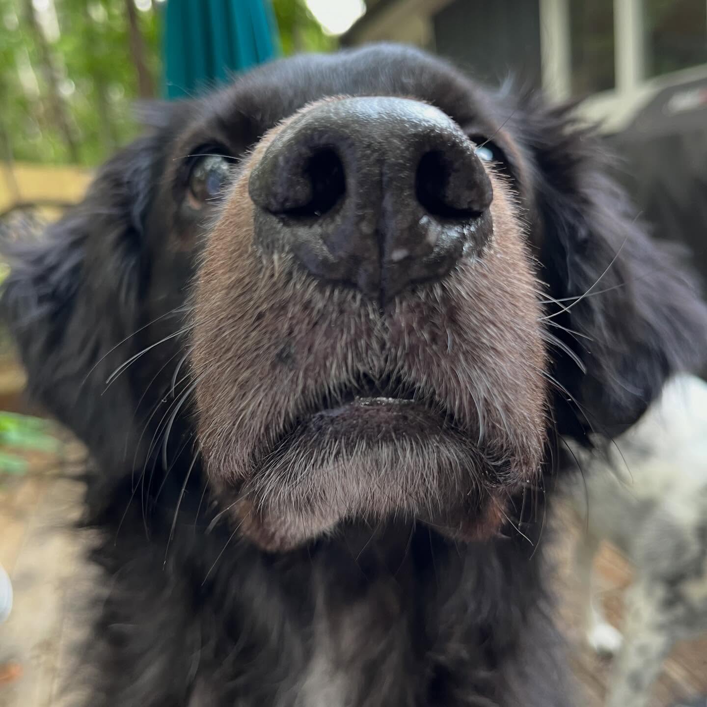 A special post for our sweet Moose who has left this earth and is now racing across the sky.
Moose was one of the most special dogs I’ve ever known - so full of love and sweetness, always ready for kisses, always happy to meet another doggo.
Ruby & Piper will carry on his legacy by picking up on the sloppy smooches and an unbridled adoration for carrots.
We love you forever Moose - you have been very missed. Sending hugs to you, @mollyfortna and @rumderwear , and big belly rubs to Ruby & Piper! Hope to see you soon!