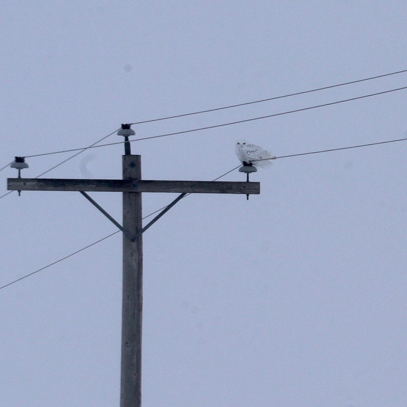 We had an incredible time on our first @umindigenousbirdingclub Snowy Owl Excursion, braving snow and wind to spot some amazing birds.
Our all-Indigenous team of birders saw a beautiful Snowy Owl, Bald Eagles, Horned Larks, Snow Buntings, and Gray Partridges (among other amazing species). Thanks to all participants for making it a special day, and shout out to @lilystonecafe for the fantastic brunch.
Slide 1: Snowy Owl, 📷: @smjkopec
Slide 2: UMIBC Indigenous Birders looking at Snowy Owl, 📷: @justinleerasmussen
Slide 3: Snowy Owl, 🎥: @justinleerasmussen
Slide 4: Bald Eagle, 📷: @justinleerasmussen
Slide 5, 6: Horned Lark, 📷: @justinleerasmussen
Slide 7: Horned Lark, 📷: @justinleerasmussen
Slide 8: Gray Partridges before sunrise, 🎥: @justinleerasmussen
Slide 9: Winter roads, 📷: @mkd_204