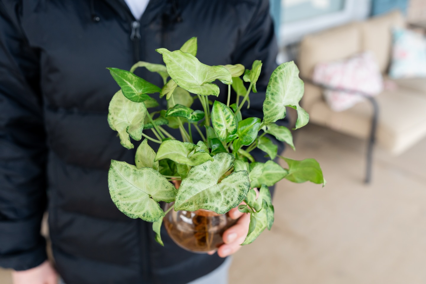 Love the kid. Love the brand. Love when I get to spoil my family with brands I genuinely believe in.
When your college freshman asks for a plant for his dorm room, you send him off with something beautiful and really easy to care for. This little beauty couldn’t be any more perfect.
I love that the leafjoy H2O collection, including this gorgeous syngonium, is grown right here in the Shenandoah Valley!
Get your own @leafjoyplants at @homedepot or @overlookproduce.
#Leafjoy #PlantLife #DormRoomPlants #CollegeLife #PlantParents