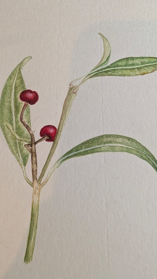 Möchtest du anderen das botanische Malen nach Alexander von Humboldt, ein komplexes Intelligenz Training, ganz einfach über die Disziplin des botanischen Malens weitergeben?
Die Ausbildung ermöglicht dir das.
Sie ist für all jene, welche sich selber, ihren Teams, ihren Mitarbeitern oder Schülern das botanische Malen vermitteln möchten.
Aktiviere deine körperliche, geistige und wesentliche Intelligenz, auch wenn du selber noch nie gemalt hast.
Alle Termine für die Ausbildung und kommende Kursstarts findest du hier: www.alba.or.at
#alexandervonhumboldt
#botanischmalenonlinelernen
#ausbildung
#intelligenztraining
#naturlovers