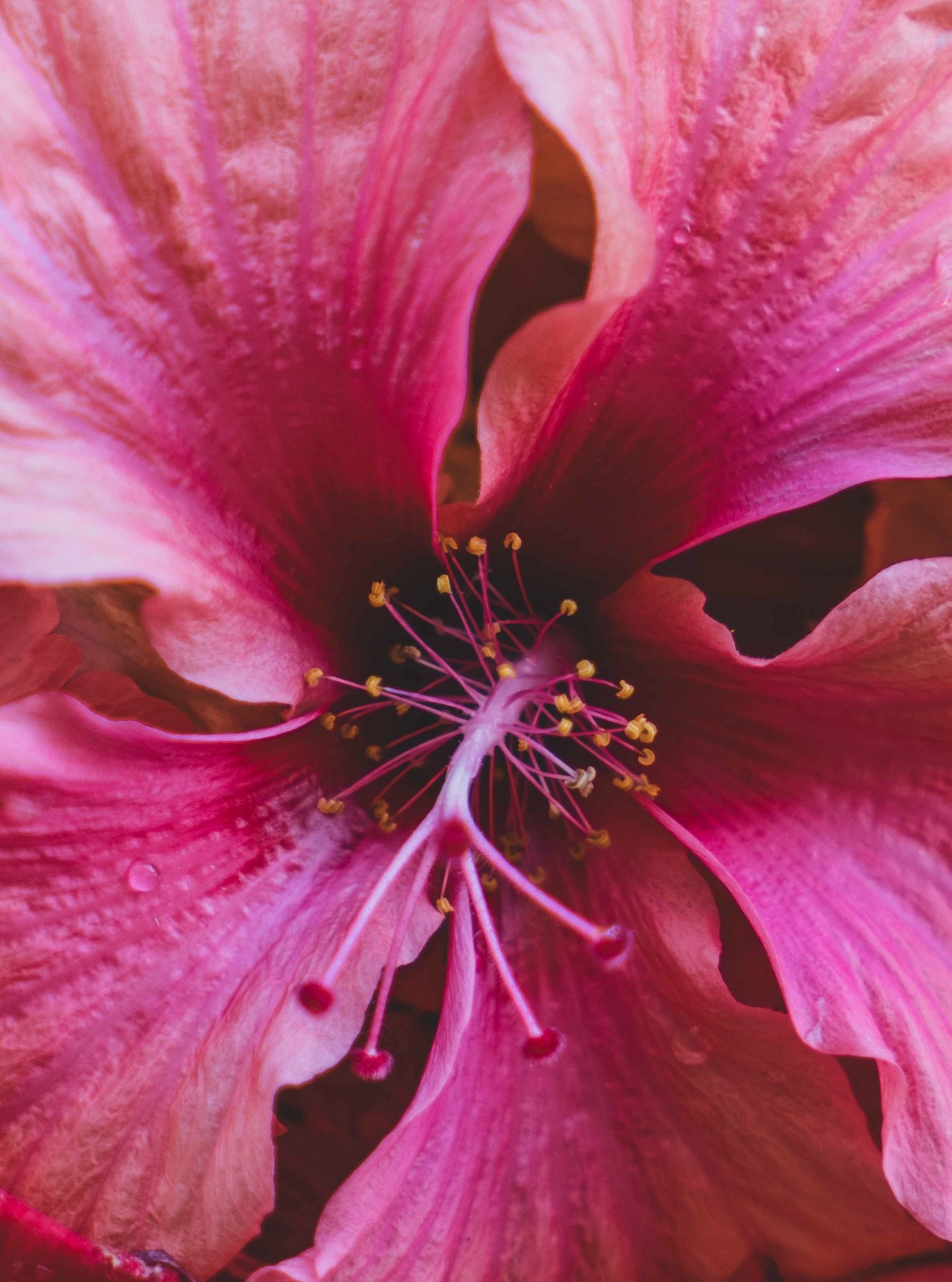 Dicen que hoy es Blue Monday.
Nosotros preferimos llamarlo el día perfecto para soñar con Tahití.
Porque aquí, hasta un hibisco sabe cómo convertir lo ordinario en extraordinario. 🌺
.
They say today is Blue Monday.
We prefer to call it the perfect day to dream of Tahiti.
Because here, even a hibiscus knows how to turn the ordinary into the extraordinary. 🌺
#MoemoeaTravel #PolinesiaFrancesa #FrenchPolynesia
#BeyondBlueMonday #HibiscusWhispers #TahitiGlow
#LuxuryEscape #MindfulTravel #ParadiseAwaits
#LoveTahiti