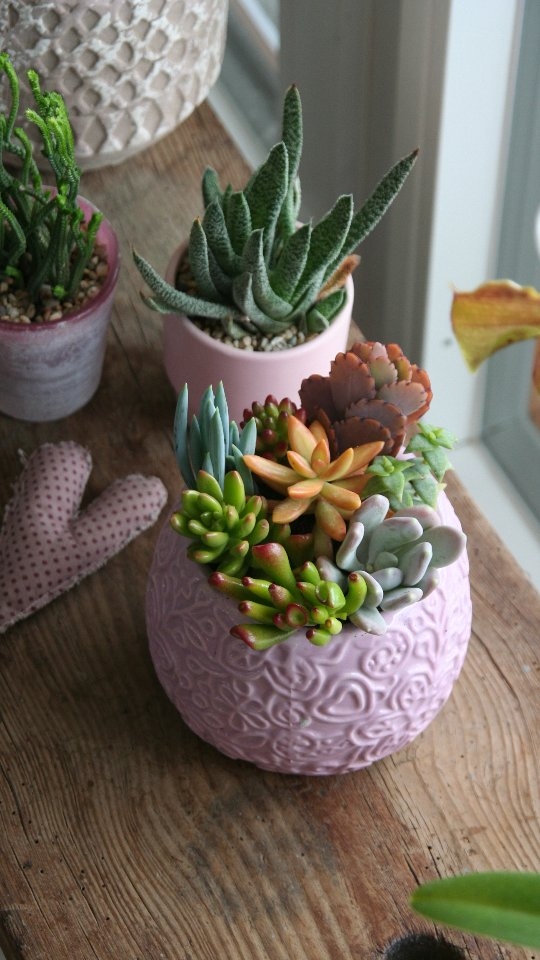 Warum verwelken lassen, wenn es weiterwachsen kann? 🌱🌈
Bunte Sukkulenten ziehen bei mir ein: langlebig, pflegeleicht und einfach happy fürs Zuhause 💚
Ein Topf, ganz viel Freude – und die Umwelt sagt auch Danke 🌍💫
#Sukkulentenliebe #NachhaltigLeben #Pflanzenfreude #WächstStattWelkt
#GreenVibes