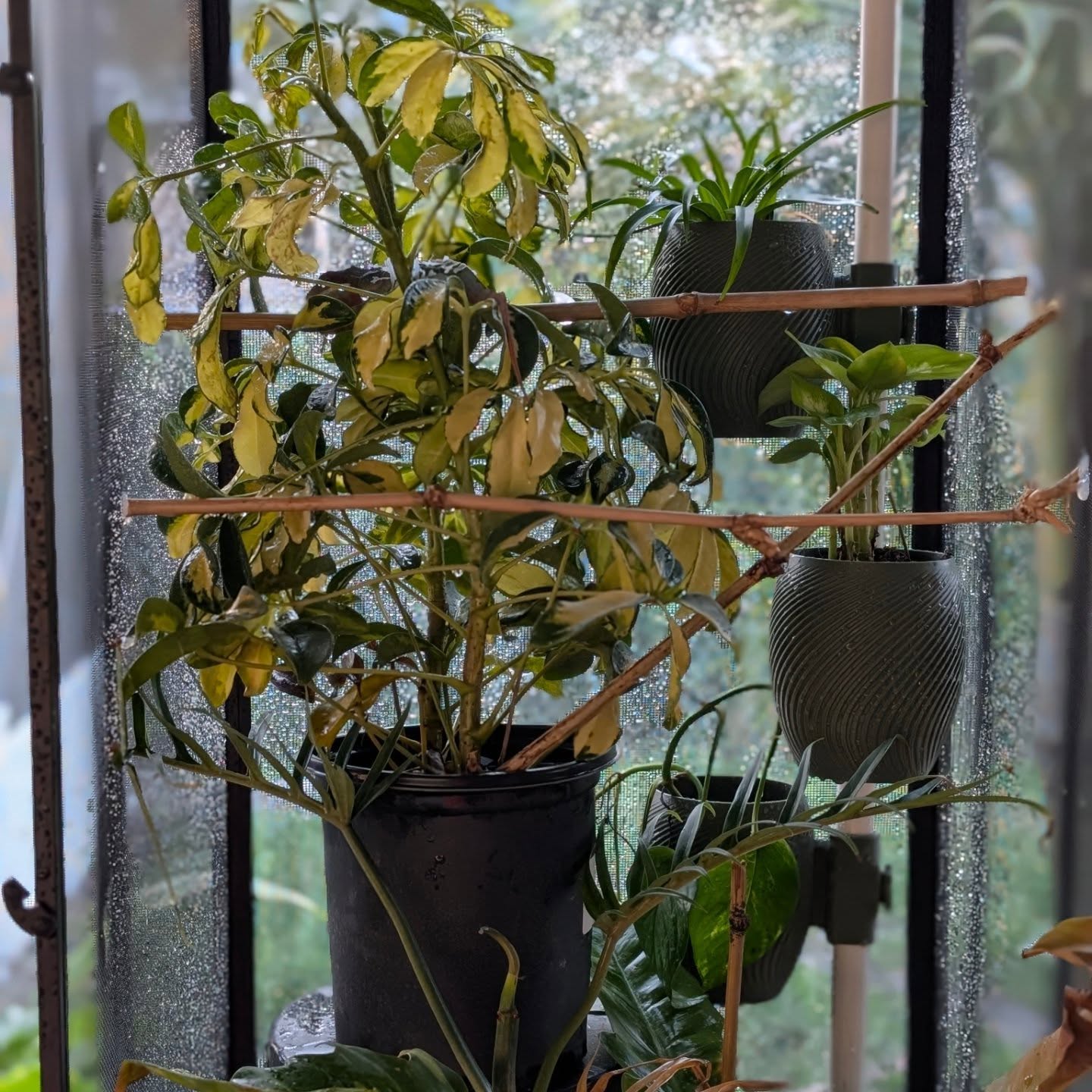 Spot the Cham. Put a 💚 when you find him.