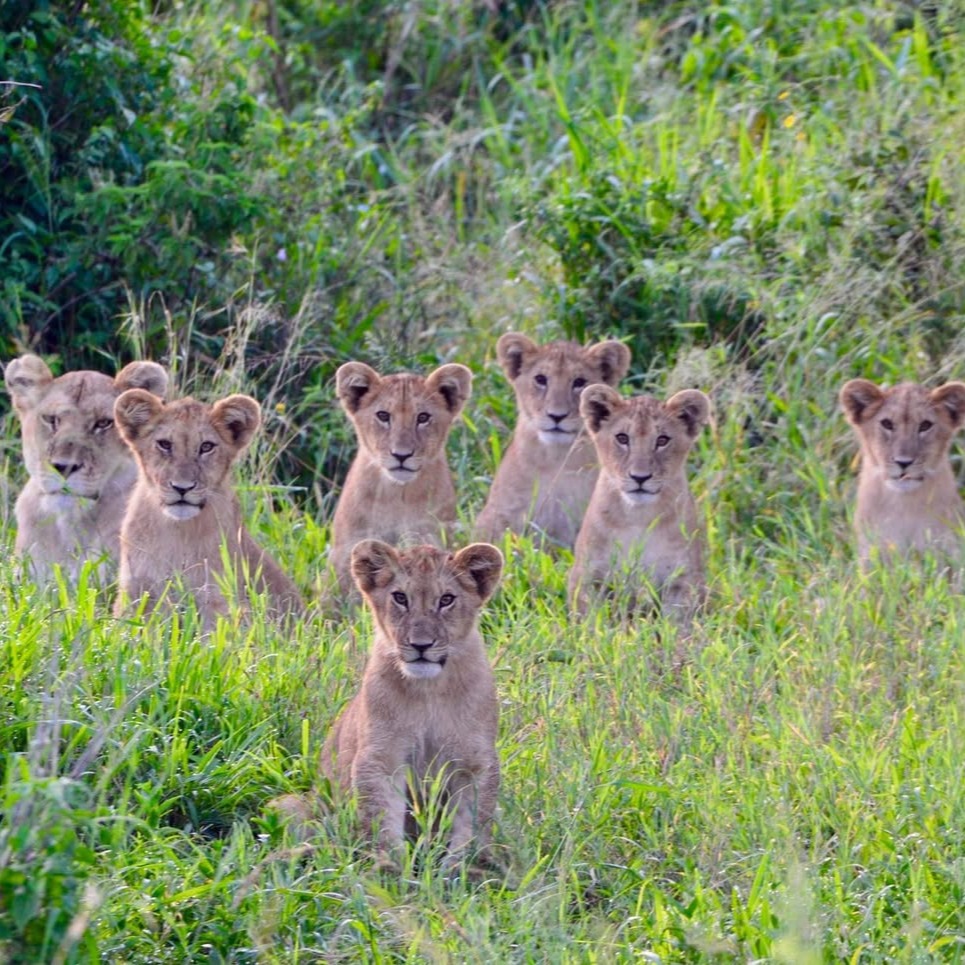 Lion cubs, like dogs and cats, have distinct personalities.
Some are bold and strong-willed. Others are timid, playful, or quietly observant. A few are undeniably spoiled.
A true safari experience isn’t measured by how many animals you see.
It’s defined by how closely you observe them.
Watching the same pride over time reveals character, relationships, hierarchy, and growth. This is where wildlife stops being a checklist and becomes a story.
With Brothers Adventure Safaris (BAS), we don’t rush moments.
We stay. We watch. We understand.
📍 African Savannah
🎥 Authentic encounters. Thoughtful safaris.
Hashtags (Clean & Brand-Safe):
#lioncubs #lionpride #wildlifebehavior
#africanwildlife #safariexperience #slowtravel
#wildlifeobservation #naturestories
#tanzaniasafari
#planetgogoadventure
#savannahlife #wildatheart