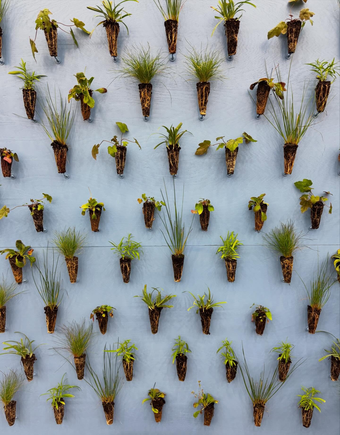 Native plant plugs at the Mid-Atlantic Nursery Trade Show in Baltimore!