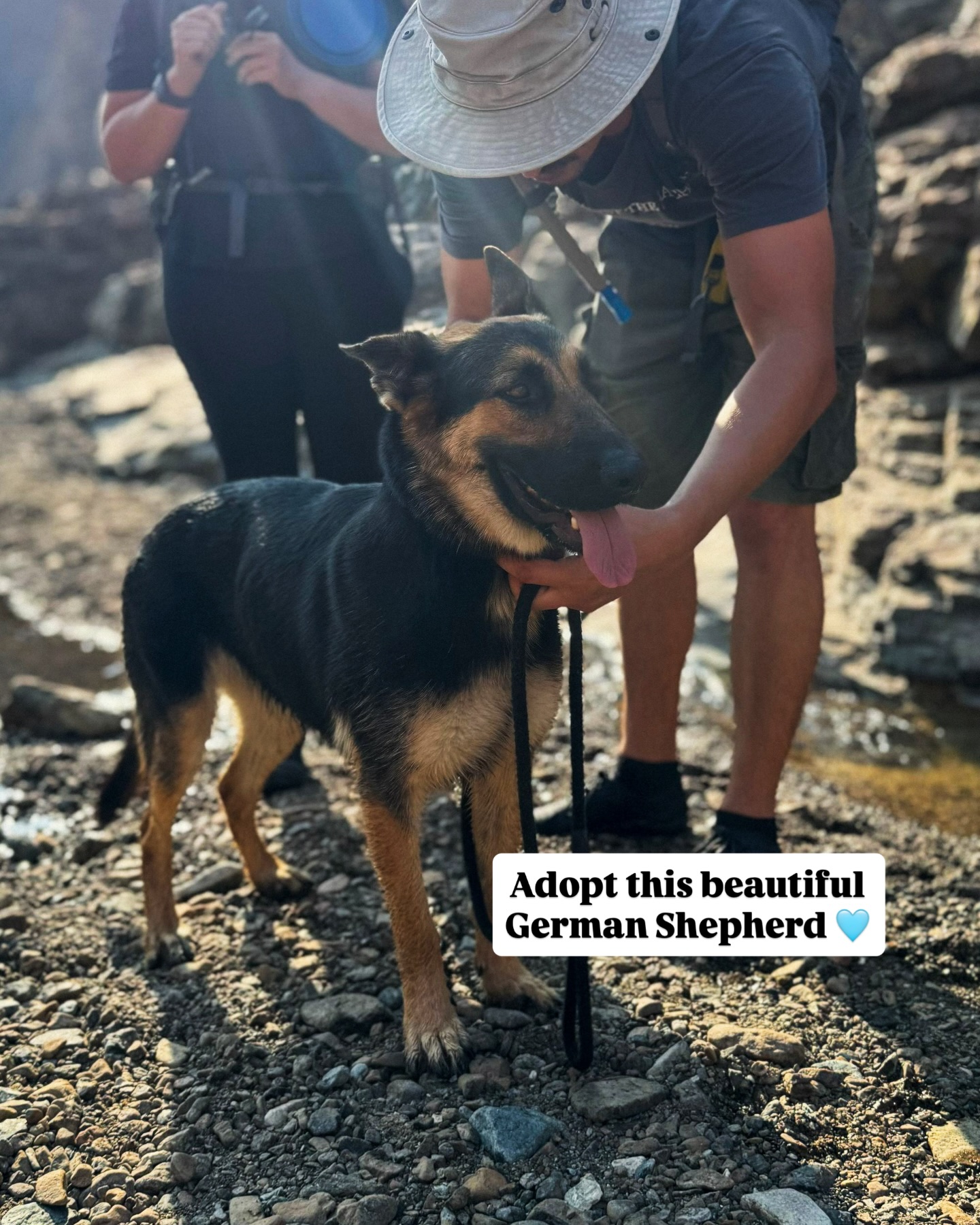 This adorable 3-year-old female German Shepherd is one of the sweetest dogs you’ll ever meet!
✅ Spayed
✅ Good with people, dogs and even smaller animals
✅ Doesn’t chase or bark
At home, she’s quiet and low energy, mostly relaxing or sleeping. She does need some basic training, especially on the leash, and she is still learning commands. She is not food motivated but eats well and is incredibly gentle when fed by hand.
This girl has a soft heart and a calm soul. She would be perfect for someone looking for a loving, easygoing companion who just wants a safe, stable home and someone to love.
Please DM us if interested, or share this post with your friends so this lovely girl could find a home 🩵
@mikesvetdxb