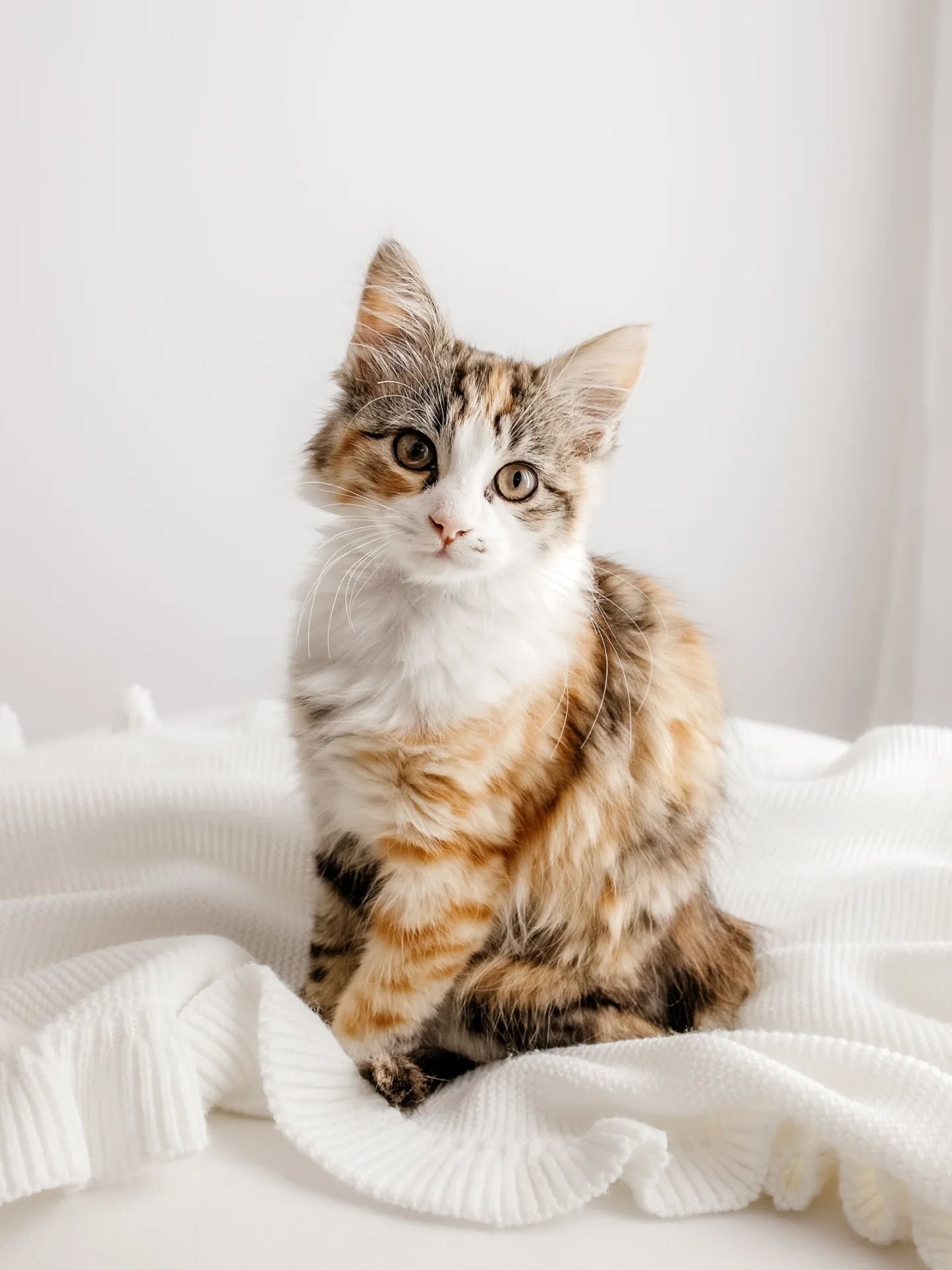 Something a little different. Our latest addition to our family.
#catstudiophotography #kittenphotoshoot #wrexhamphotographer #petphotographyathome