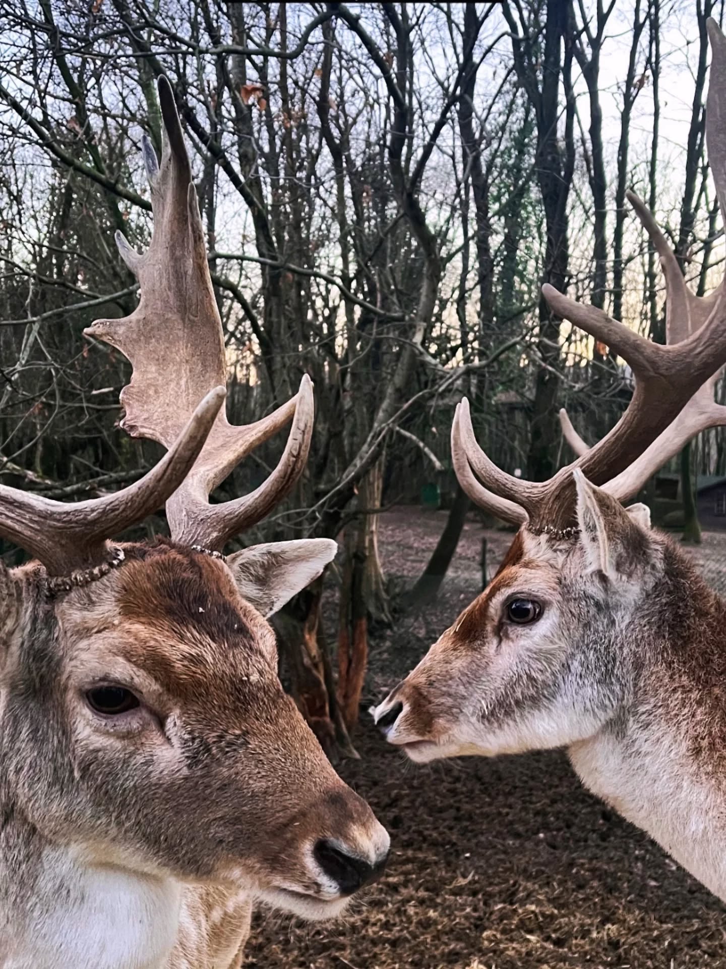 "Polonezköy Country Club'da egzotik harikalar ve rahatlama dünyasına kaçış - safari tarzı en üst düzey inziva yeri."
"Escape to a world of exotic wonder and relaxation at Polonezköy Country Club - the ultimate safari-style retreat."
#wildliferetreat #zoolodge #yılmazsanlı #novumarmentum #otel hotel hotels istanbul istanbulotelleri konaklama tatil haftasonu bayramtatili polonezköytabiatparkı polonezköyotelleri zoo animals şömine bungalow bungalowstyle bungalowevleri bungalowotel köyevi kırevi villagehouse countryhouse istanbulzoo polonezköyzoo hayvanatbahçesindekonaklama deer
@polonezkoycountryclub