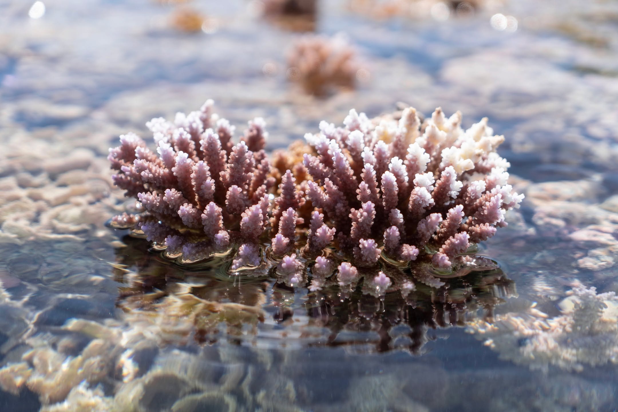 En la Polinesia, los arrecifes de coral guardan una historia viva, esculpida por el tiempo y el océano.
Al hacer snorkel, cada exploración se convierte en un encuentro profundo con la riqueza marina.
.
In Polynesia, coral reefs hold a living history shaped by time and the ocean.
Snorkelling here turns every exploration into a deep connection with marine life.
#MoemoeaTravel #PolinesiaFrancesa #FrenchPolynesia #CoralReef #UnderwaterWorld #SnorkelingExperience #OceanLife #MarineHeritage #IslandNature #MeaningfulTravel #ExploreTheOcean #LoveTahiti
