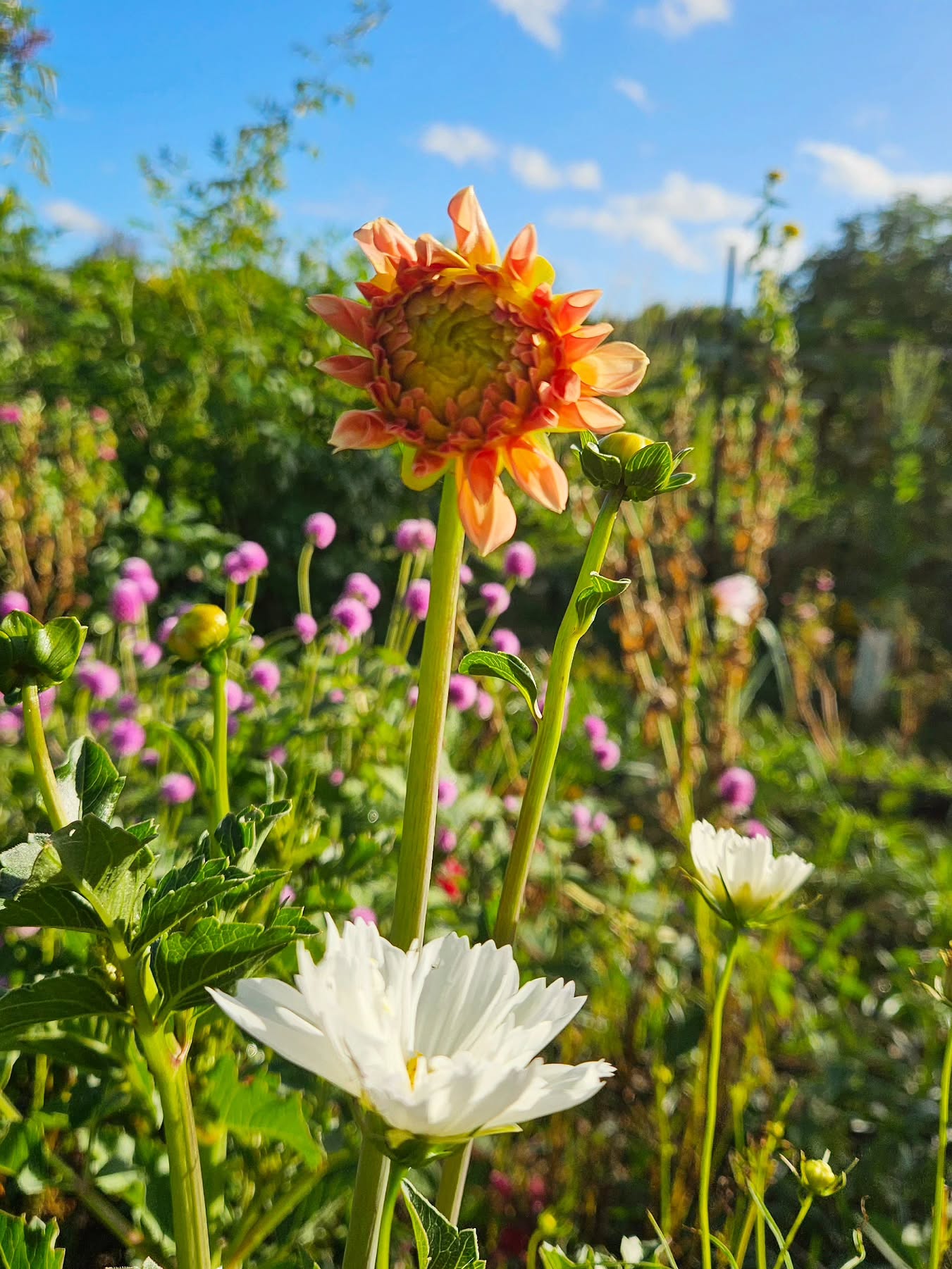 The first Dahlia about to bloom 😍 ✨️
I was a bit worried that they were taking a long time to grow, but now they are all popping up.
Stay tuned!