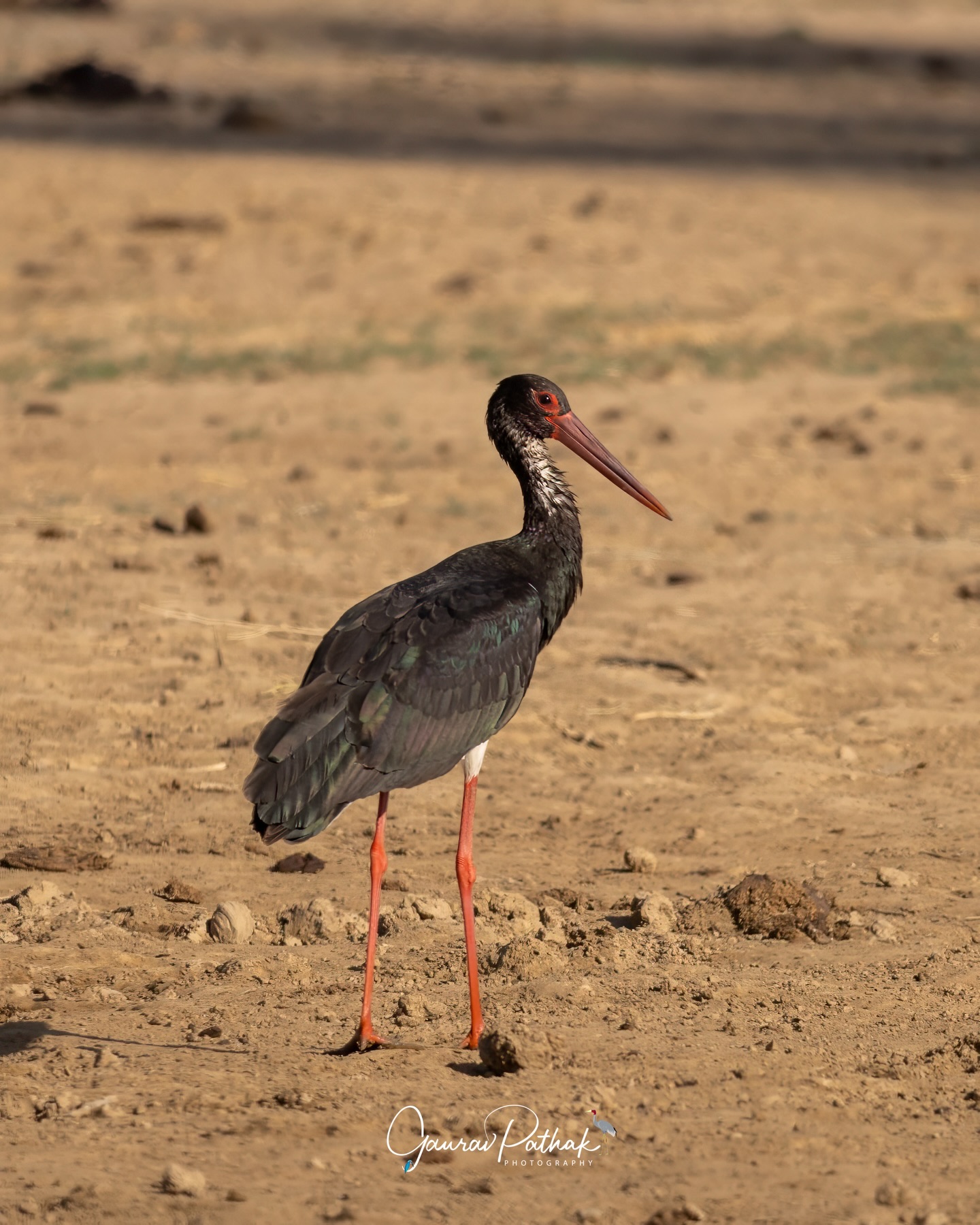Black Stork (Ciconia nigra) – Bathed in soft golden light, this usually elusive stork took on an almost regal calm. Its dark plumage picked up warm tones, the red bill glowing quietly against the evening glow. A bird that prefers solitude and still waters, seen like this feels less like a sighting and more like a gift—brief, luminous, and unhurried.
.
Location - Desert National Park
Shot on Canon R5
Canon RF600mm F4 L IS USM
ISO 160
f/4
1/2500s
.
#GoldenHourWildlife
#QuietElegance
#LightAndFeathers
#RareMoments
#canonasia