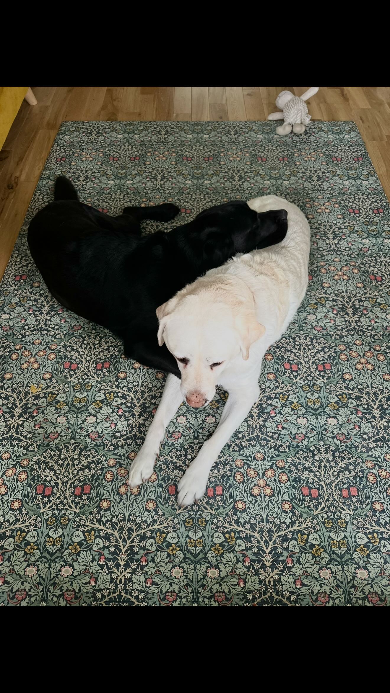 Same breed, same home but completely different operating systems.
Kika, the solo runner.
Quark, hypersocial and convinced personal space is a myth.
#GuideDogs #KikaAndMe